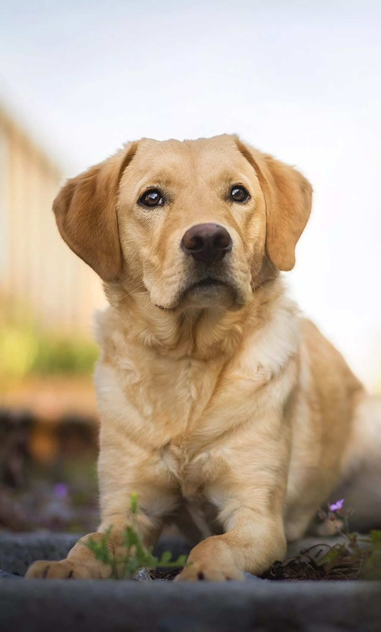 Labrador Retriever HD iPhone