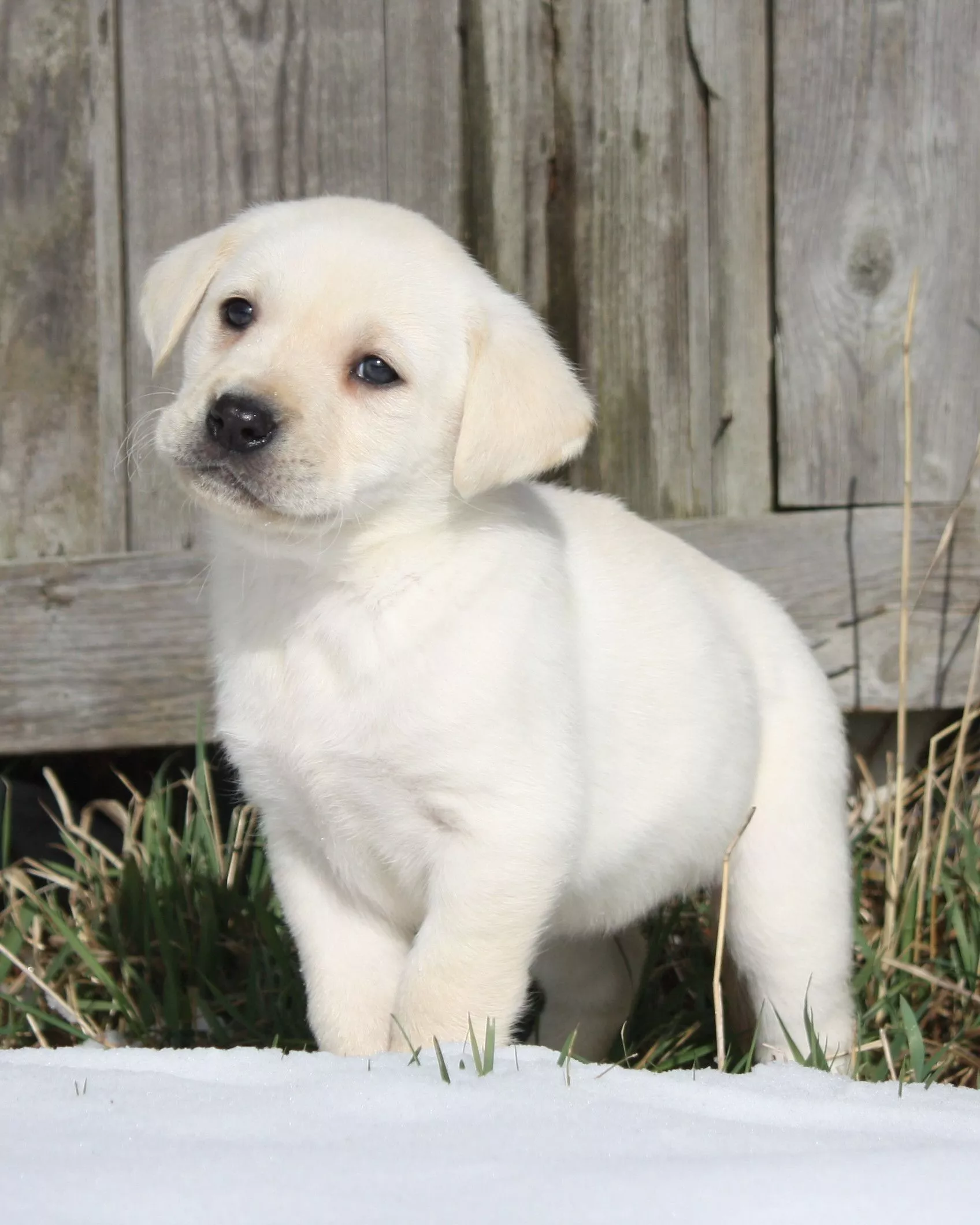 Labrador Puppy HD Background