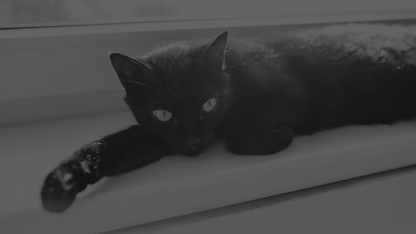 Black Cat Animal Cute Watching Dark Bw