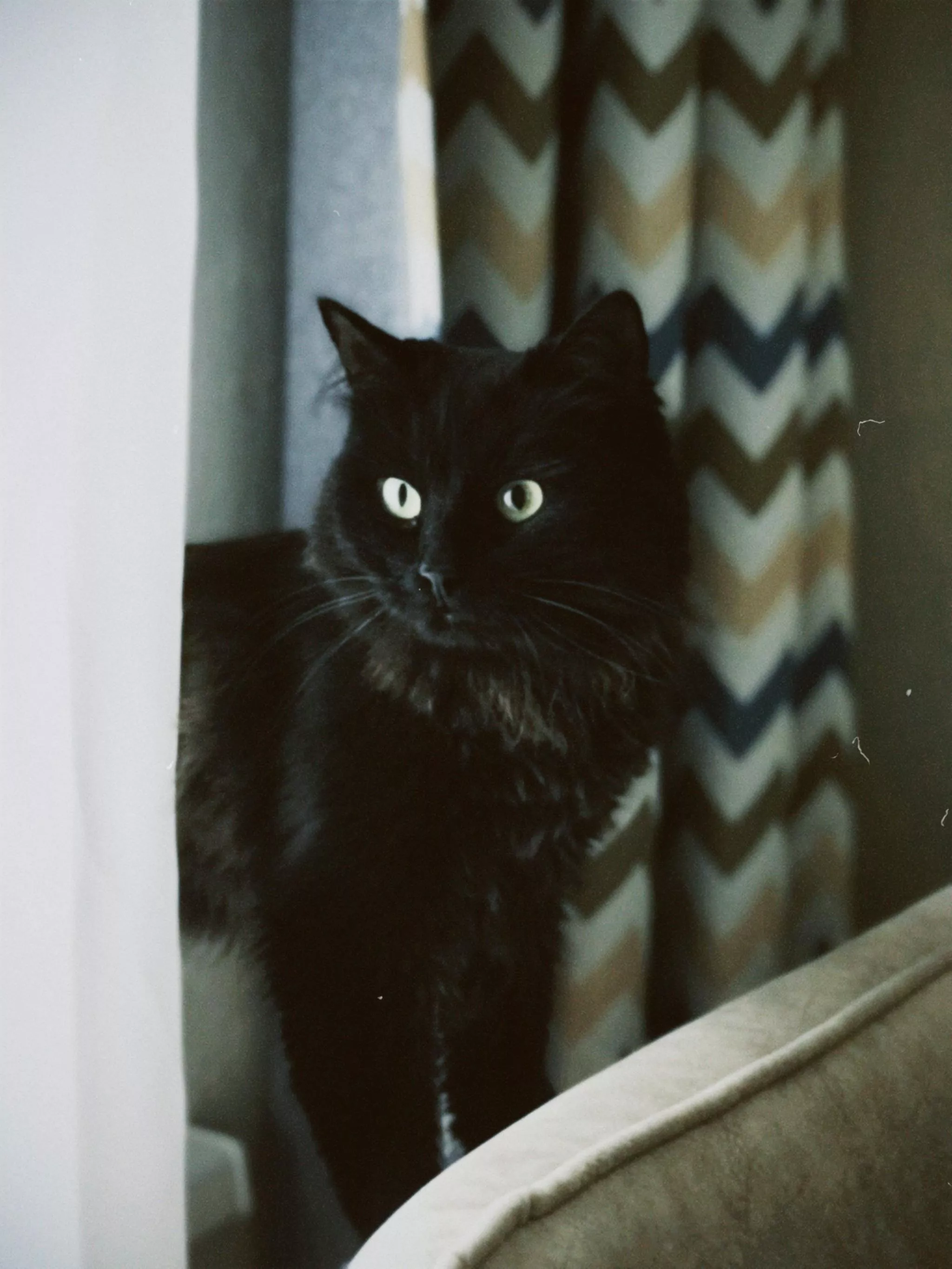 Focused Black Cat · Free