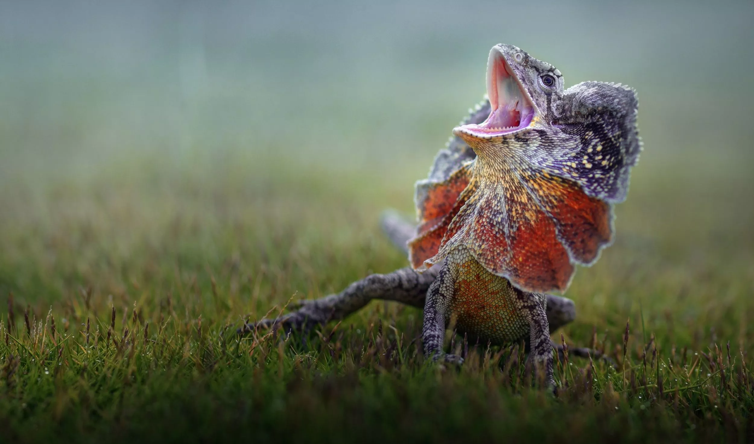Frilled Neck Lizard Wallpaper 25
