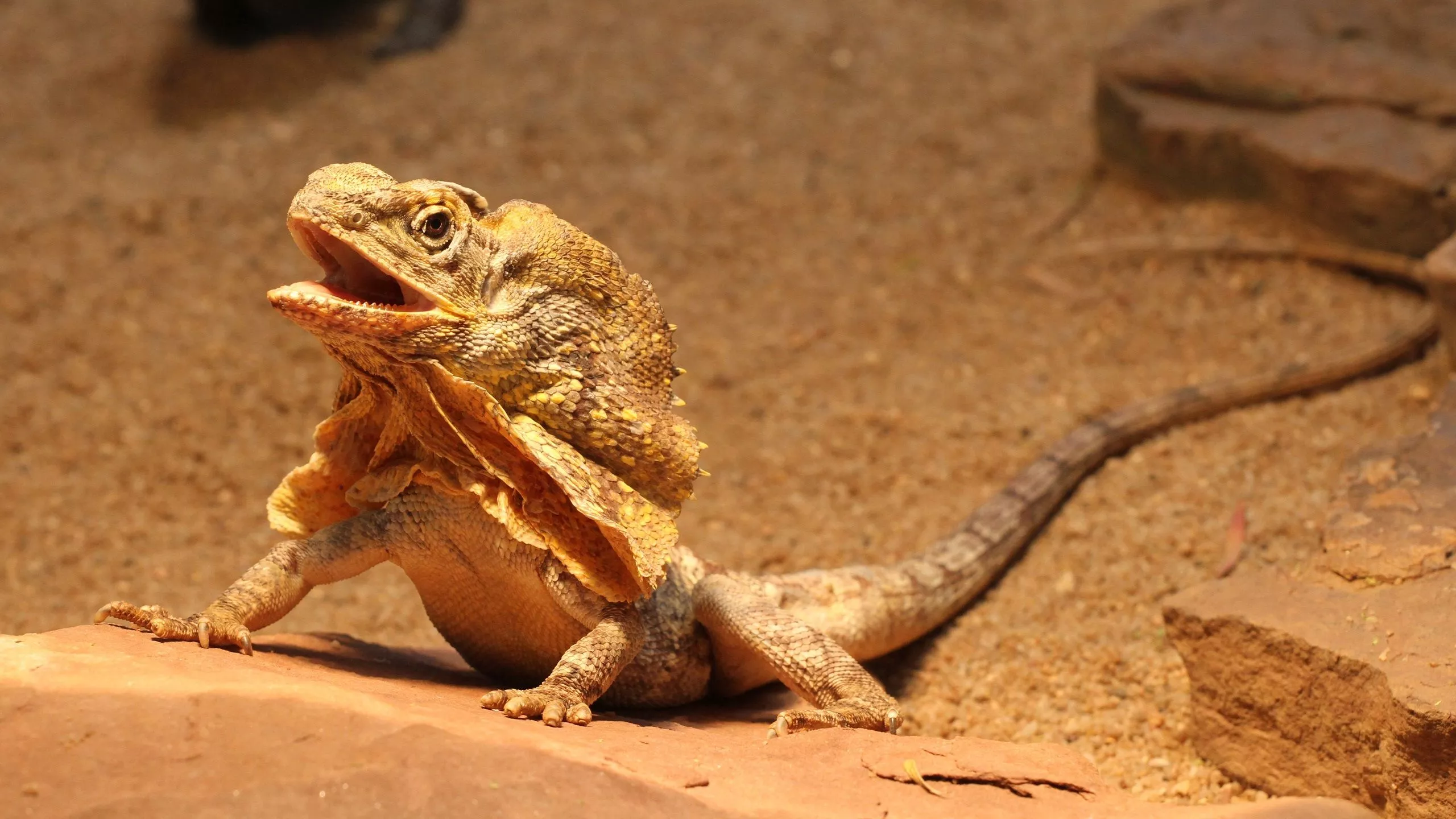 Download Reptile Lizard Animal Frilled