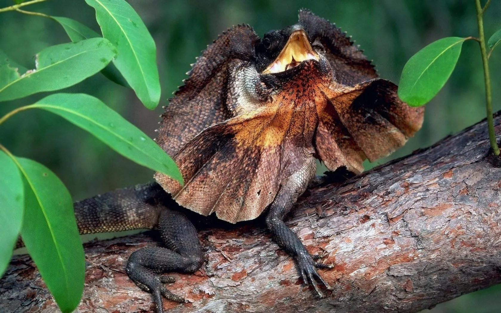Lizard Animal Frilled Neck Lizard Wallpaper