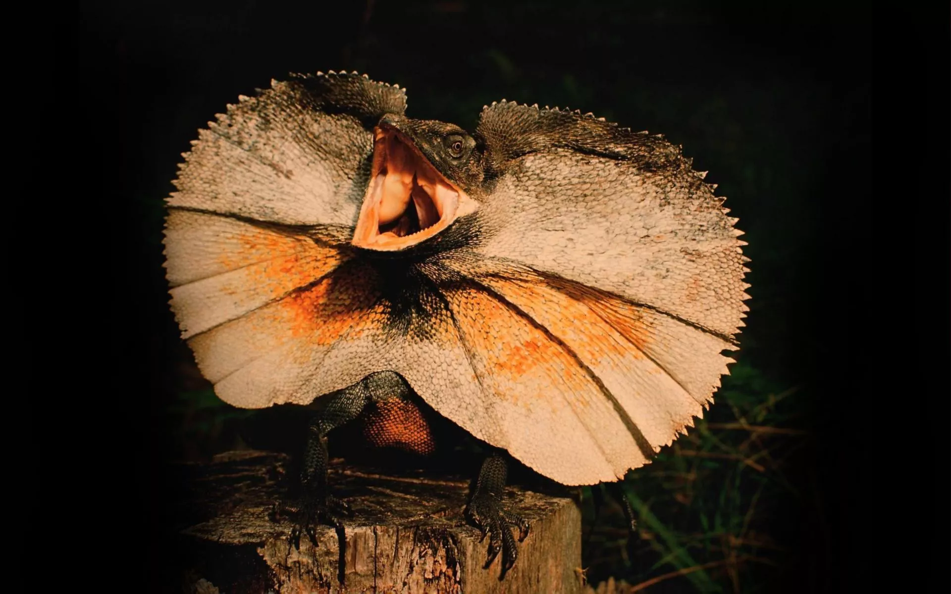 Frilled Neck Lizard Picture
