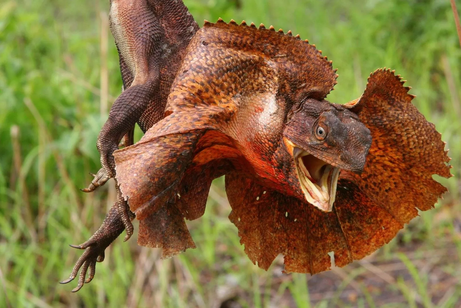 Lizard Animal Frilled Neck Lizard Wallpaper