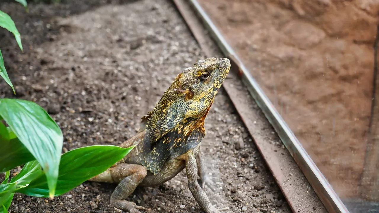 Frilled Lizard & Lizard Image
