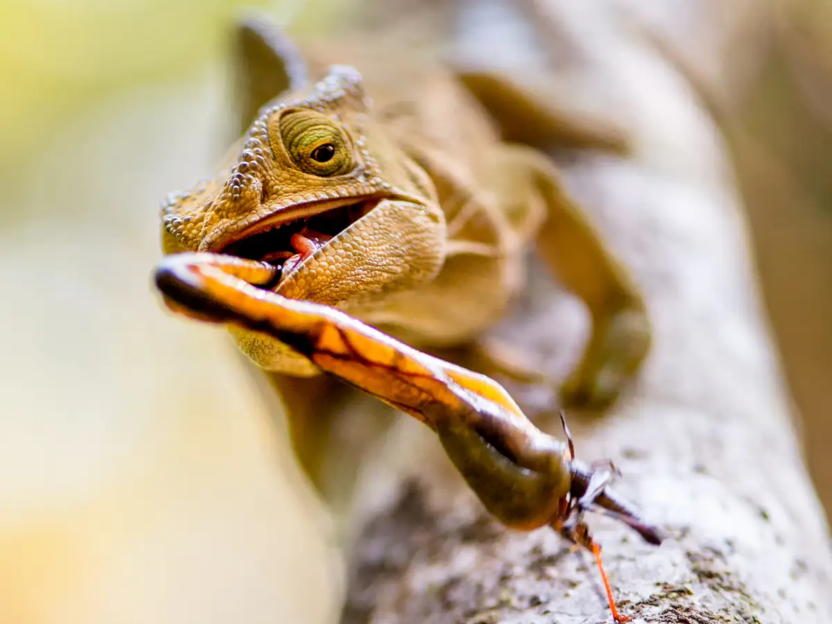 stunning picture of reptiles in