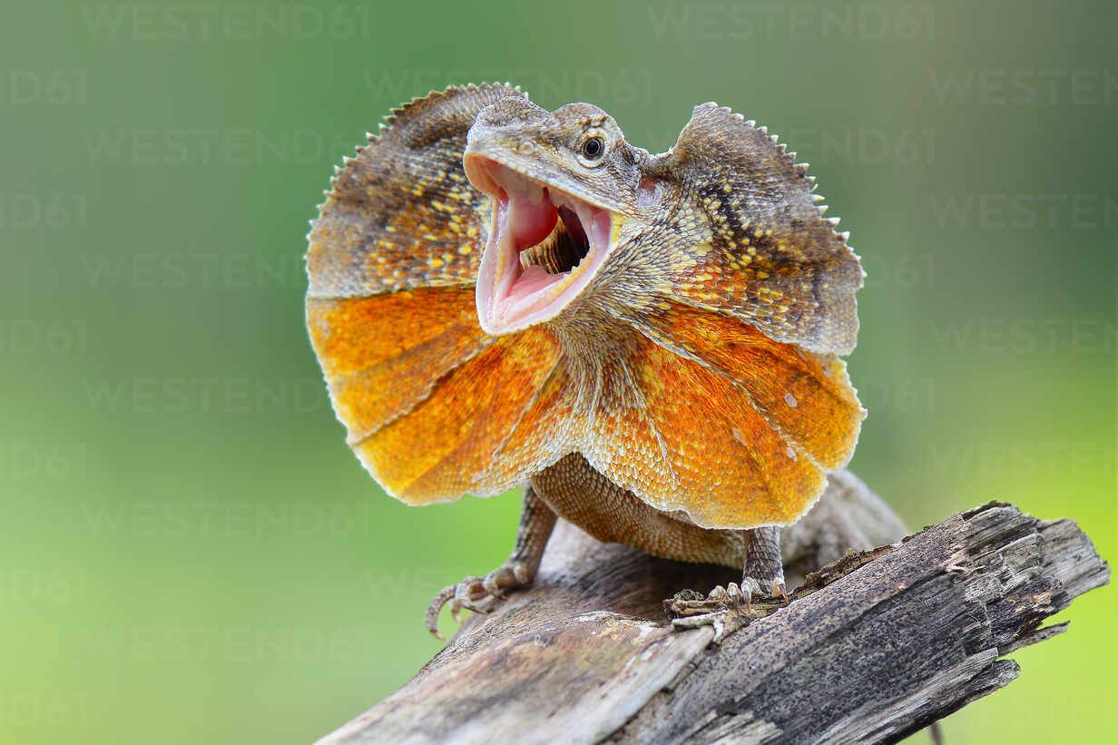 Close Up Of Frilled Lizard