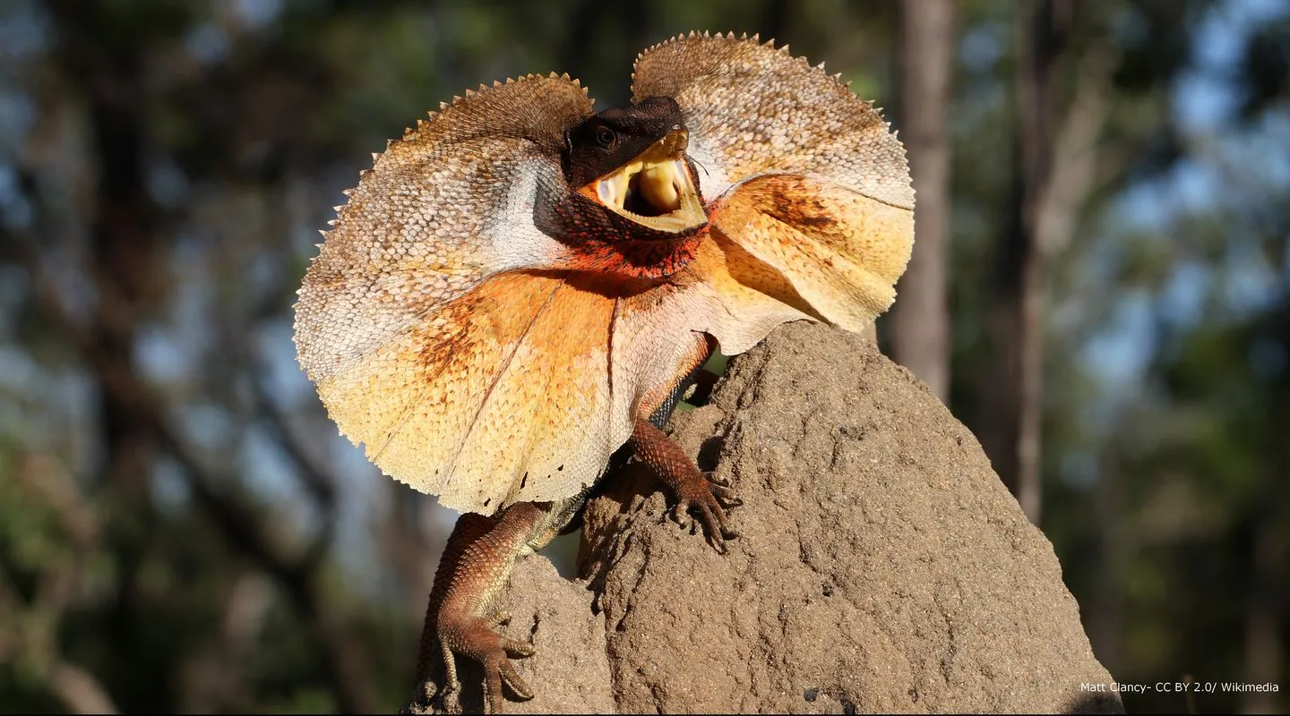 Discover the frilled lizard