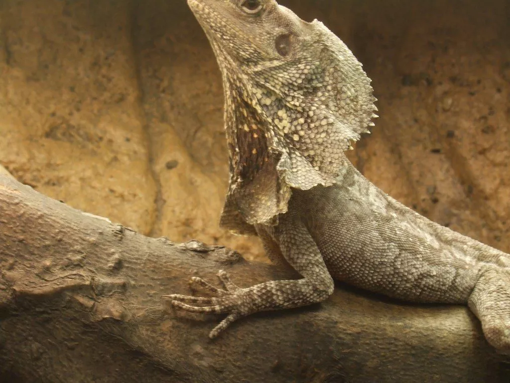 Frilled Lizard, Mane partly extended