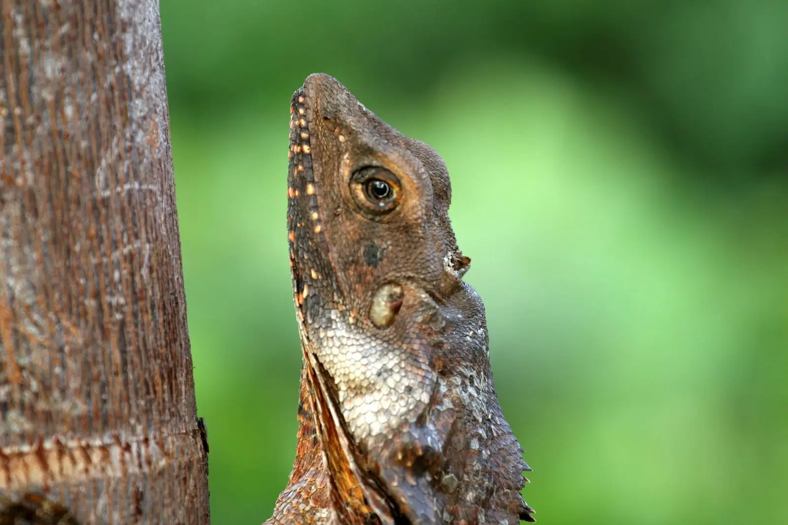 Frill Necked Lizard, Diet