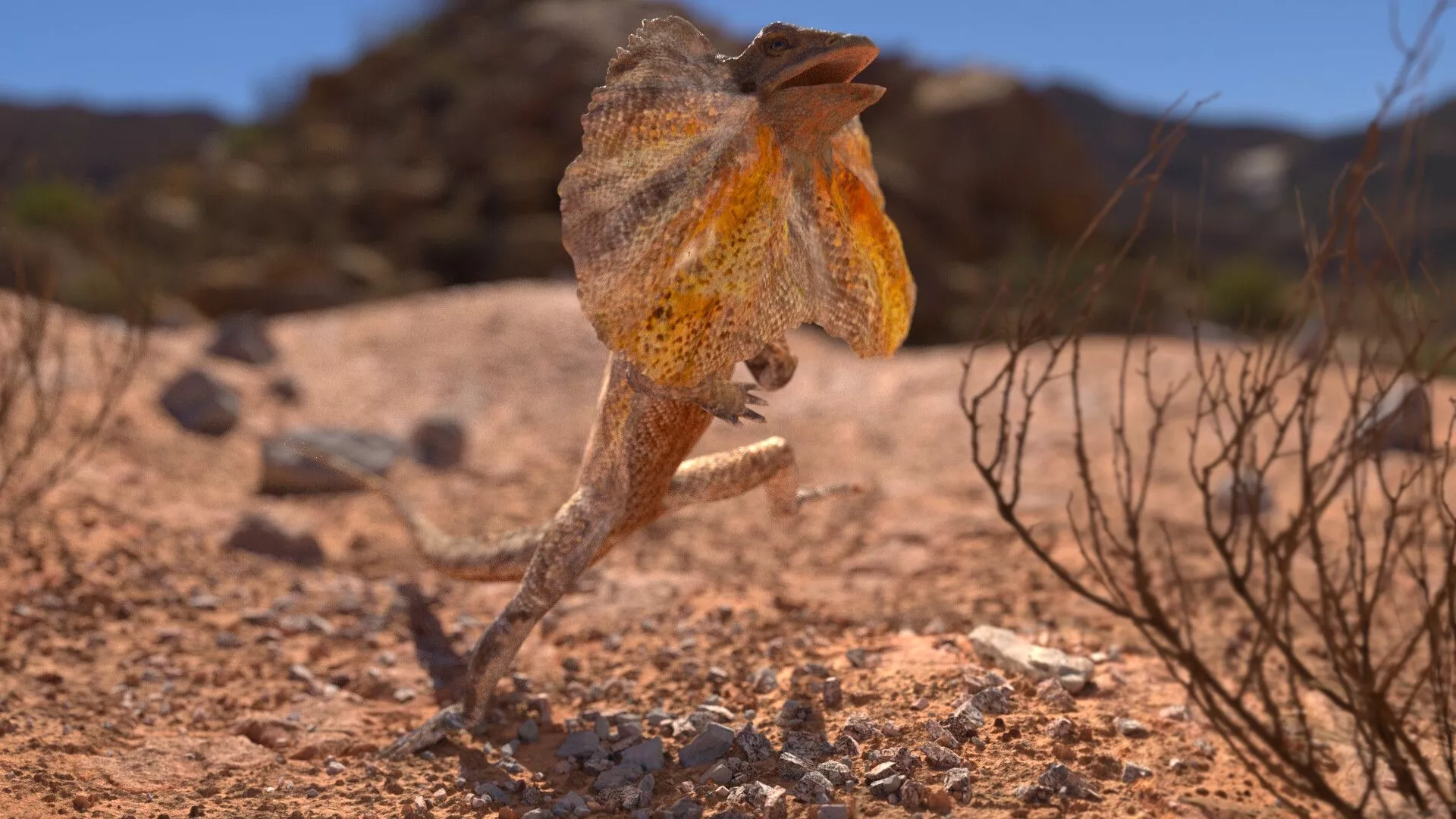 Frilled Necked Lizard