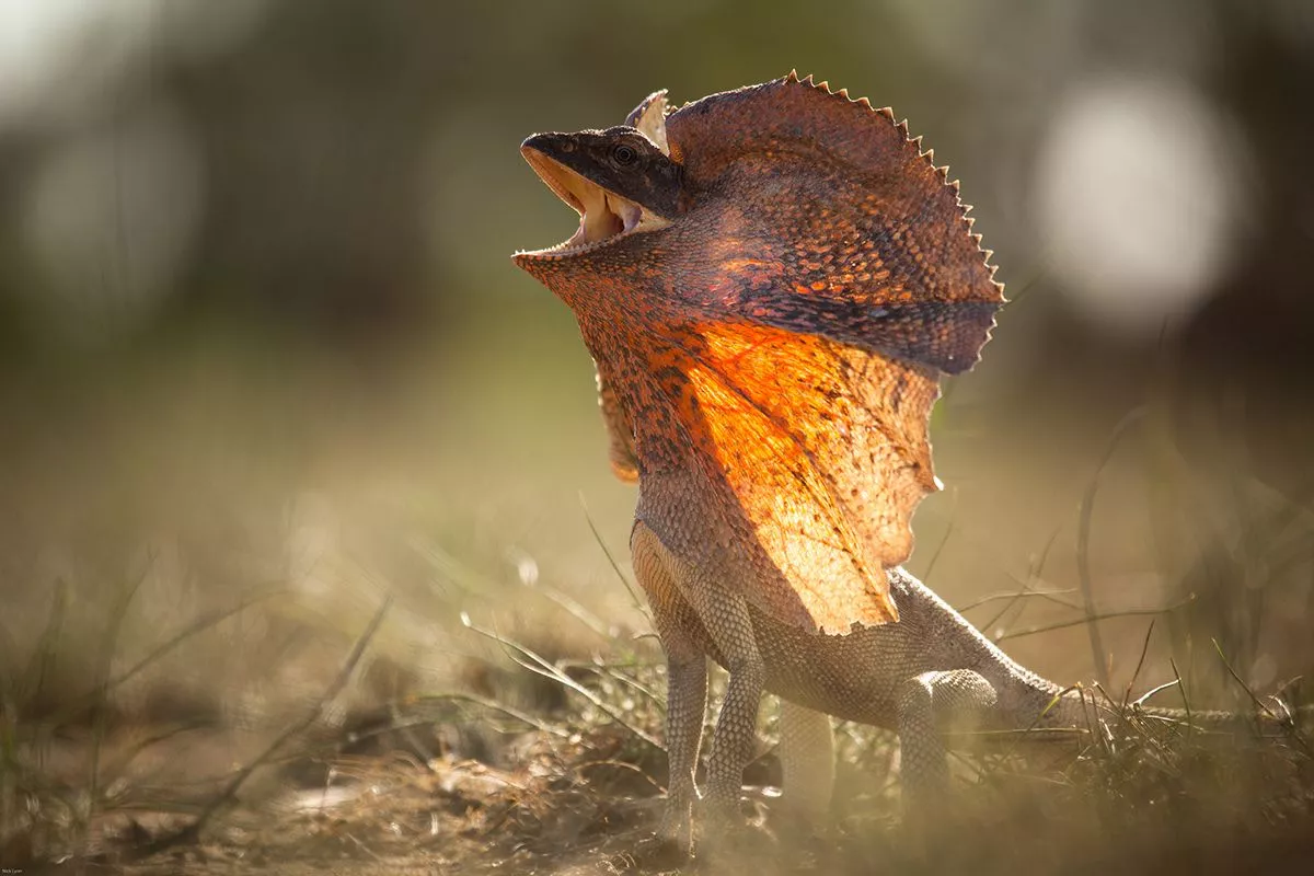 Frill Necked Lizard - Behance