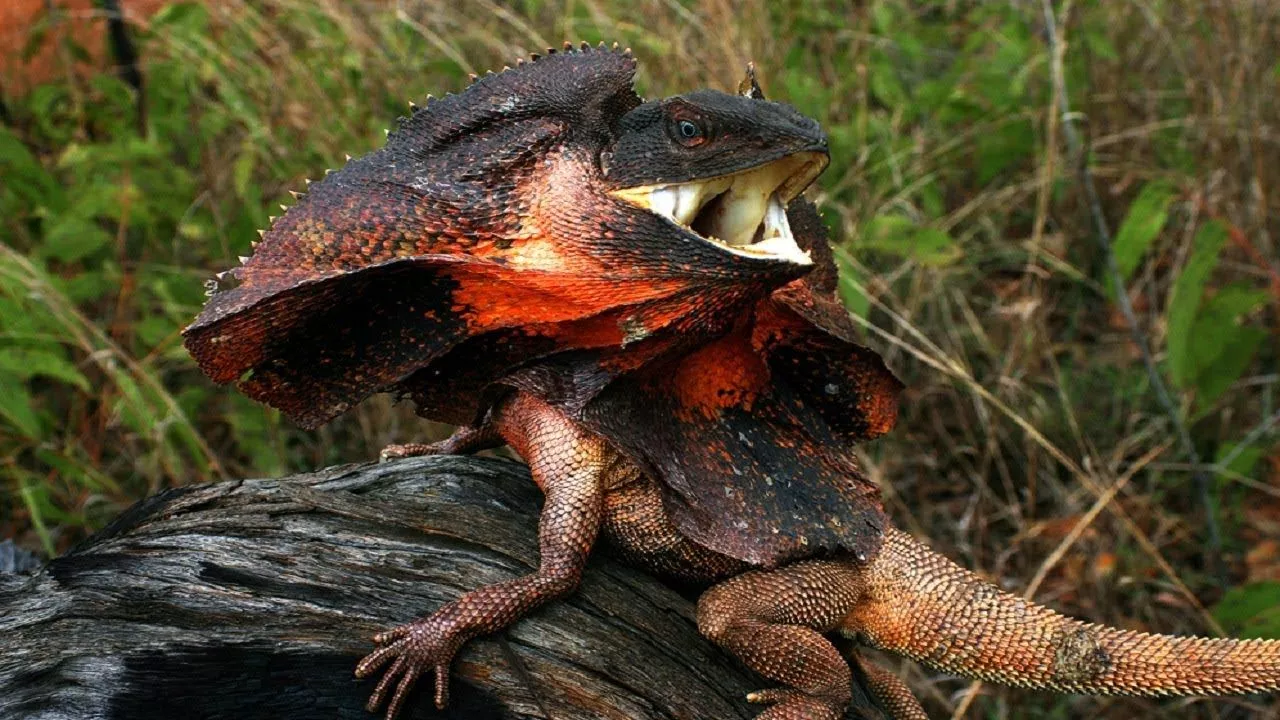 FRILLED LIZARD #Chlamydosaurus kingii