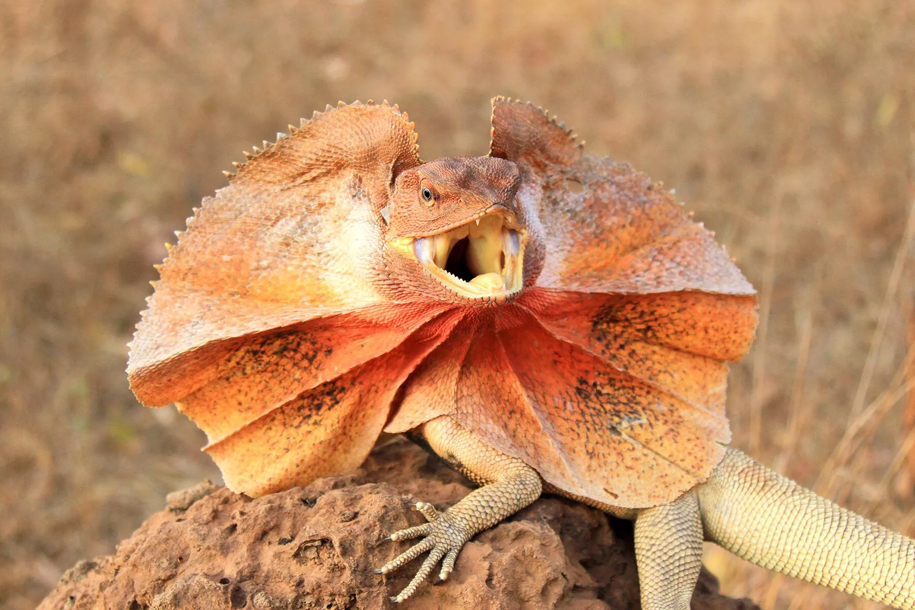 A Tour of Weird Lizards From Around