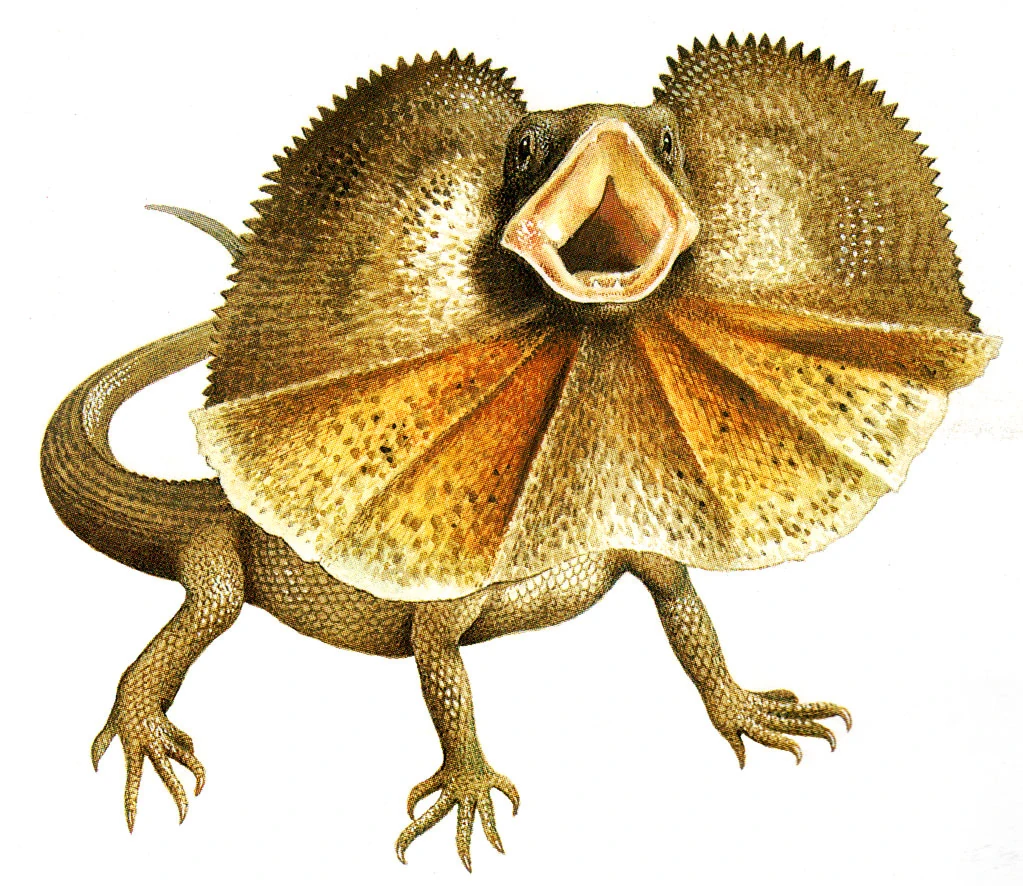 Frilled lizard