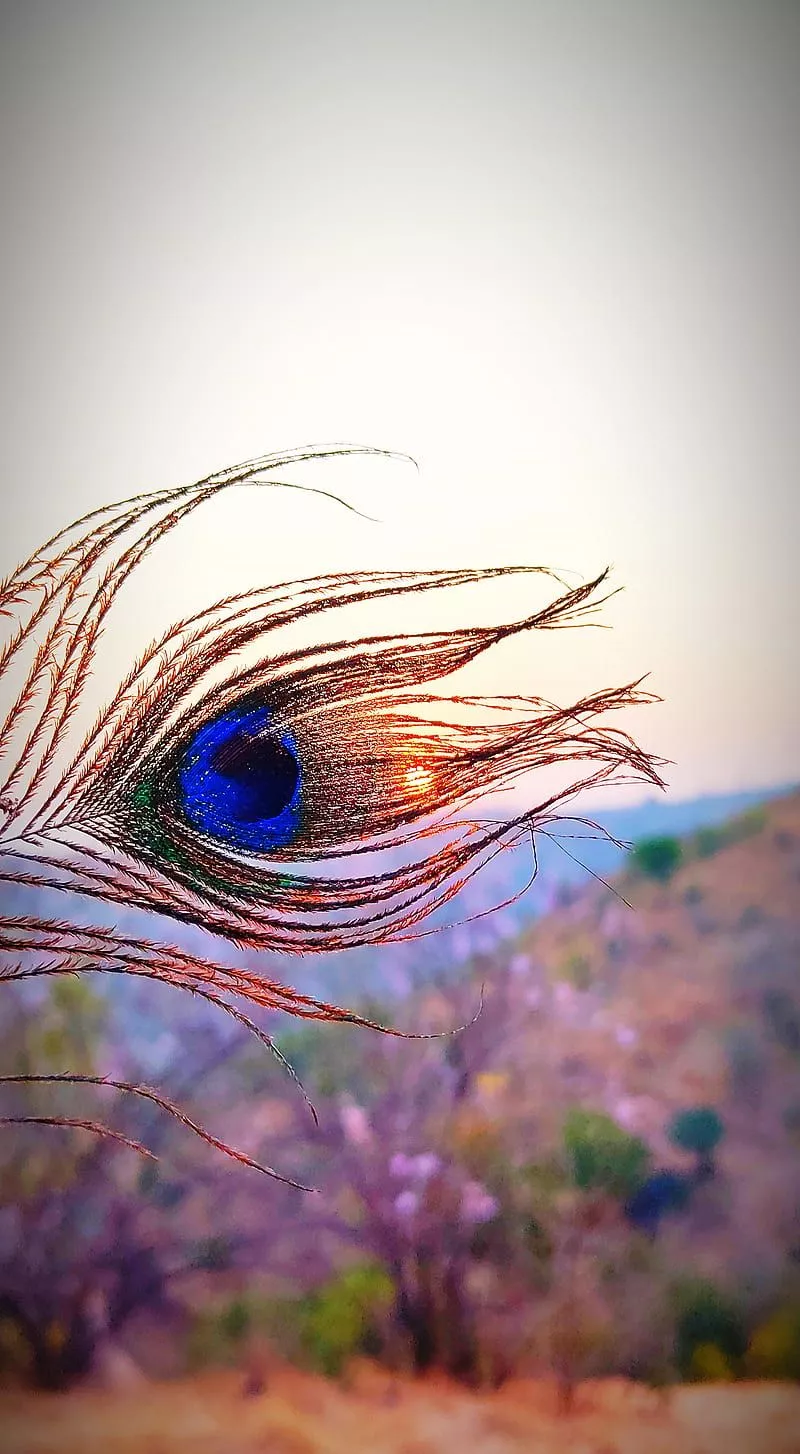 shri krushna, HD phone wallpaper