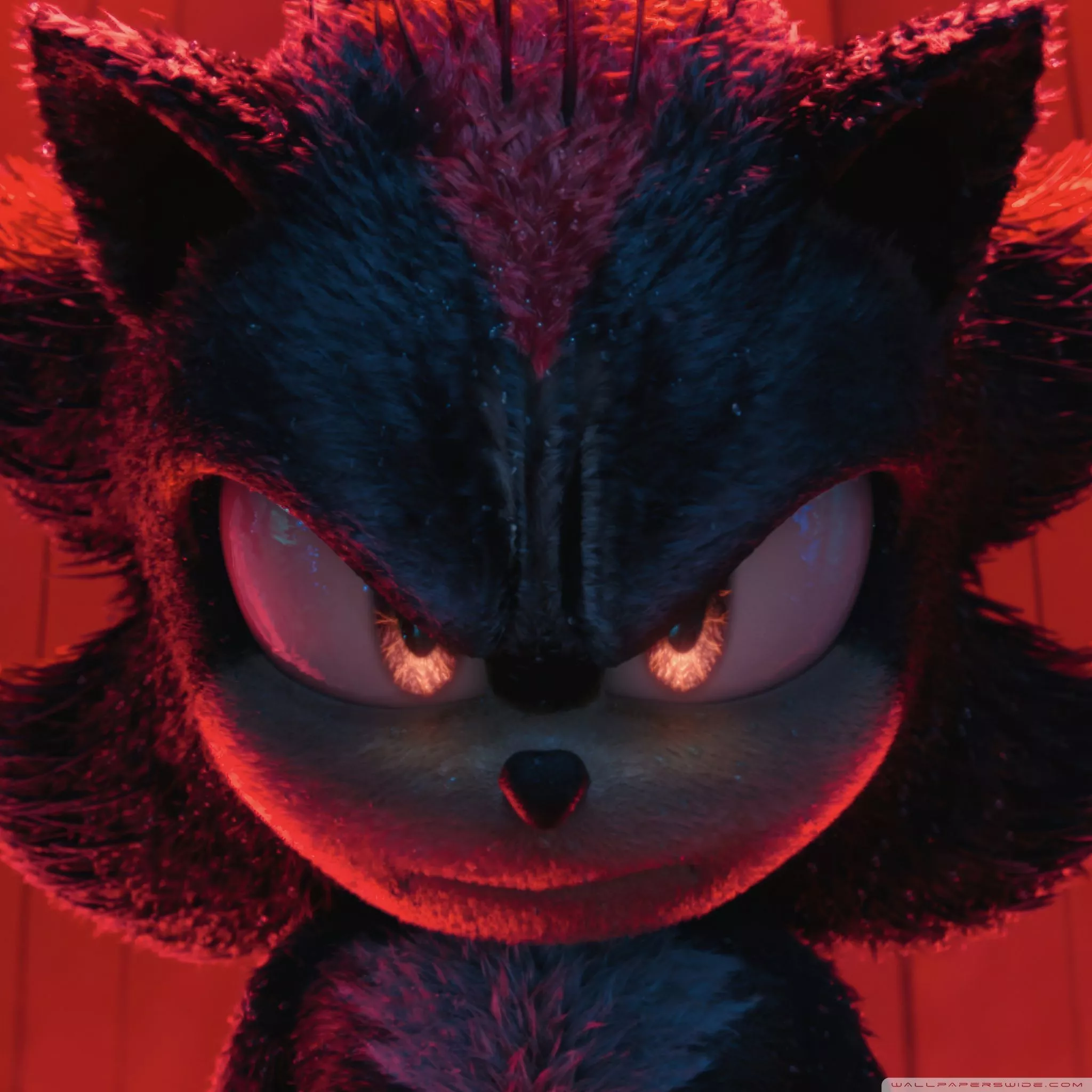 Hedgehog Ultra HD Wallpaper for 4K UHD