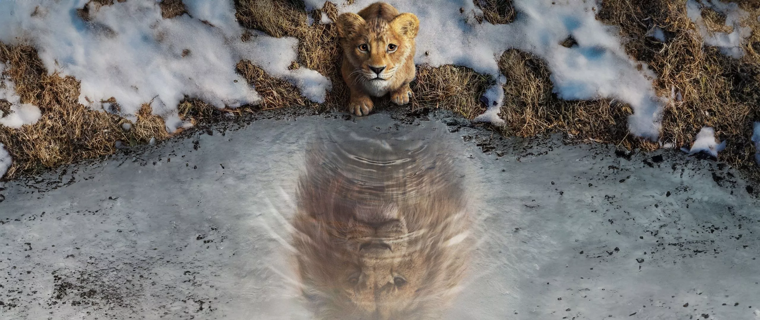 Lion King Wallpaper 4K, 8K, 2024 Movies, 5K
