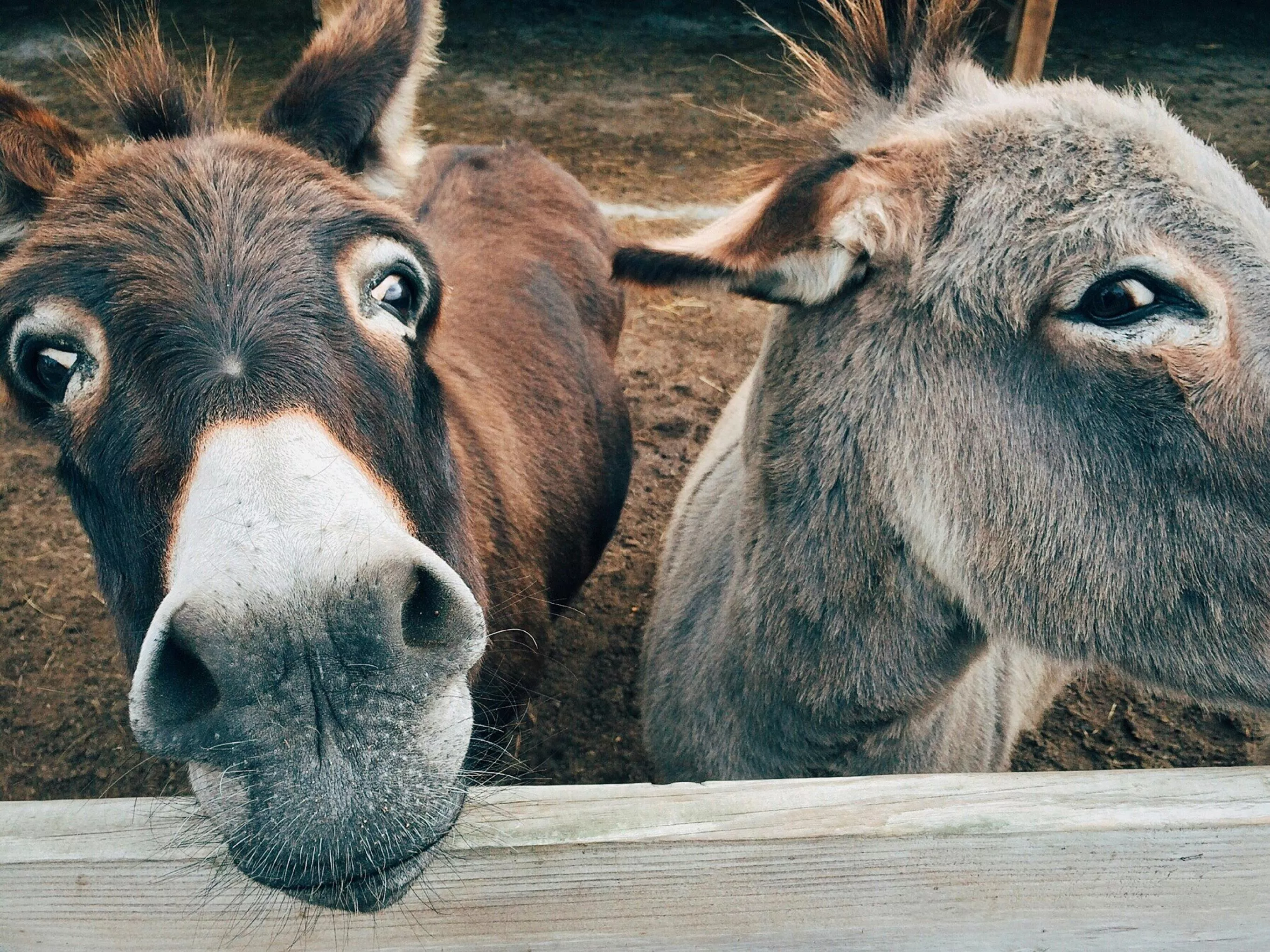 Grey Donkey Closeup Photography