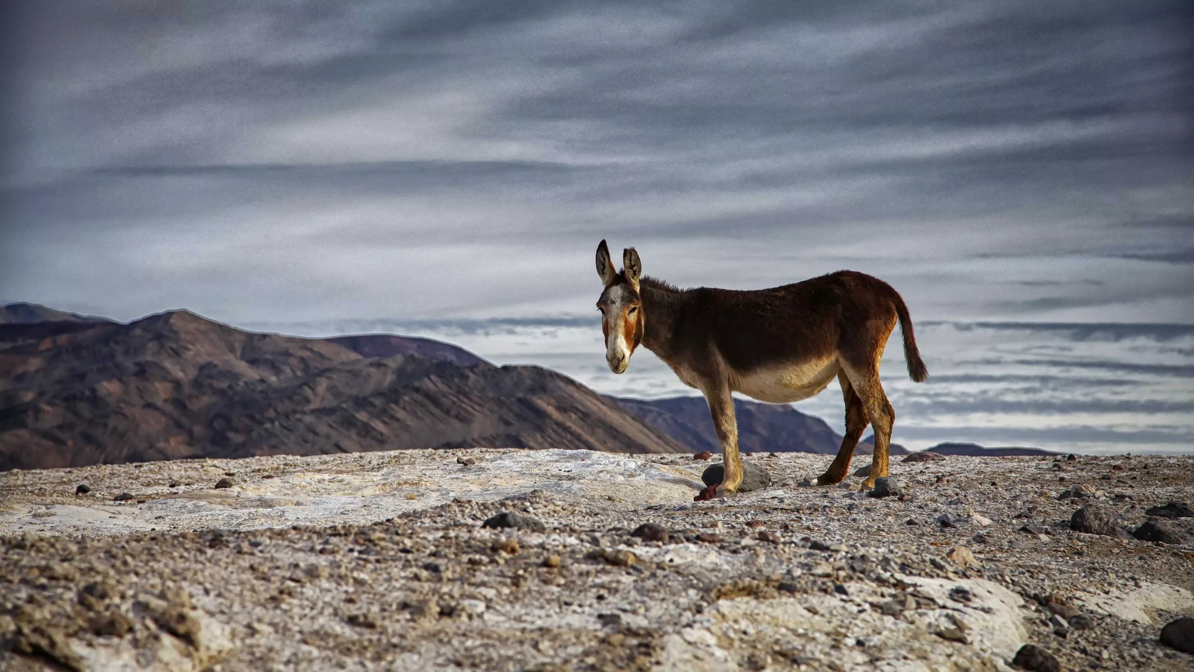 Animal Donkey 4k Ultra HD Wallpaper