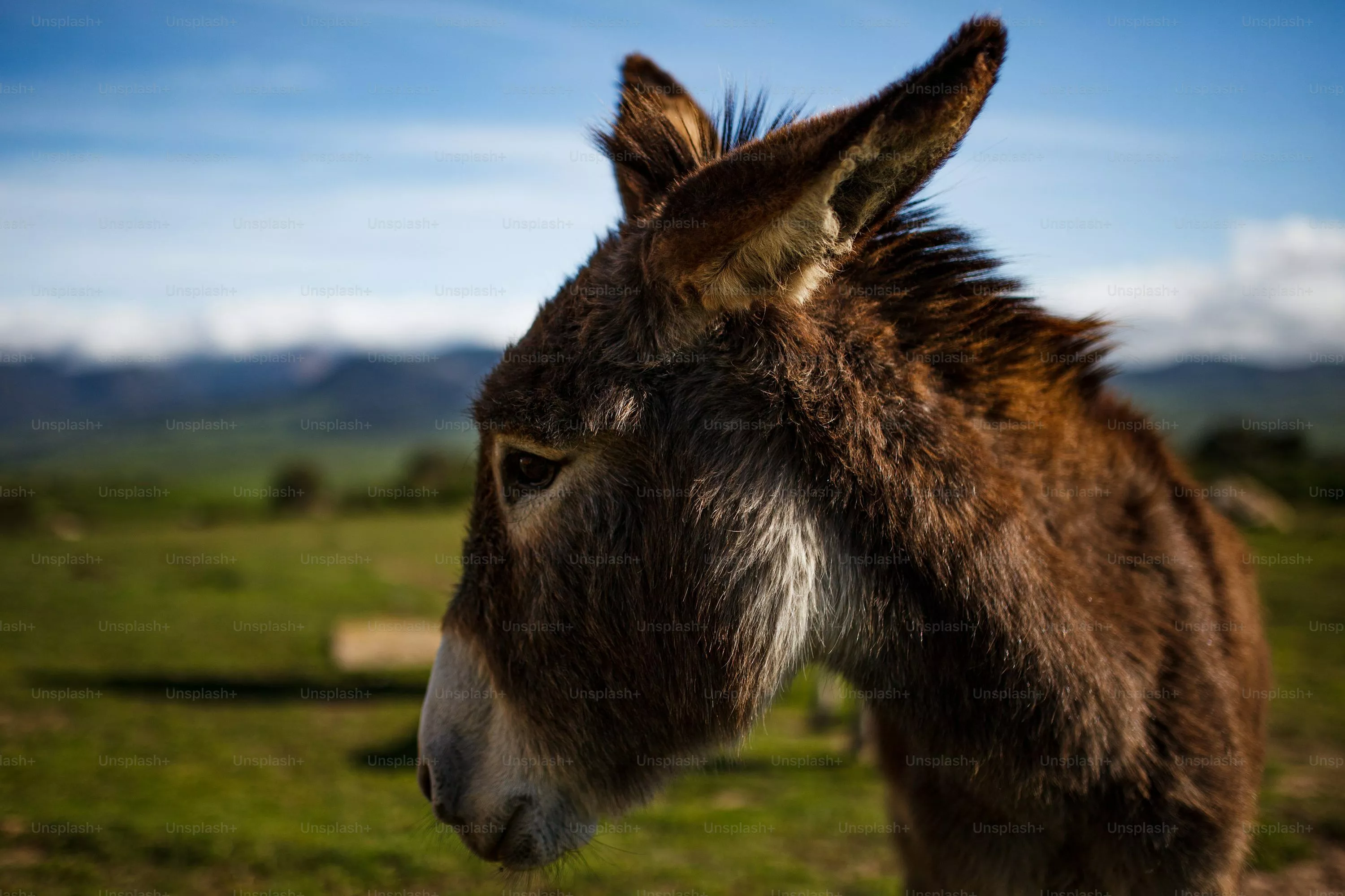 Donkeys Picture. Download Free Image