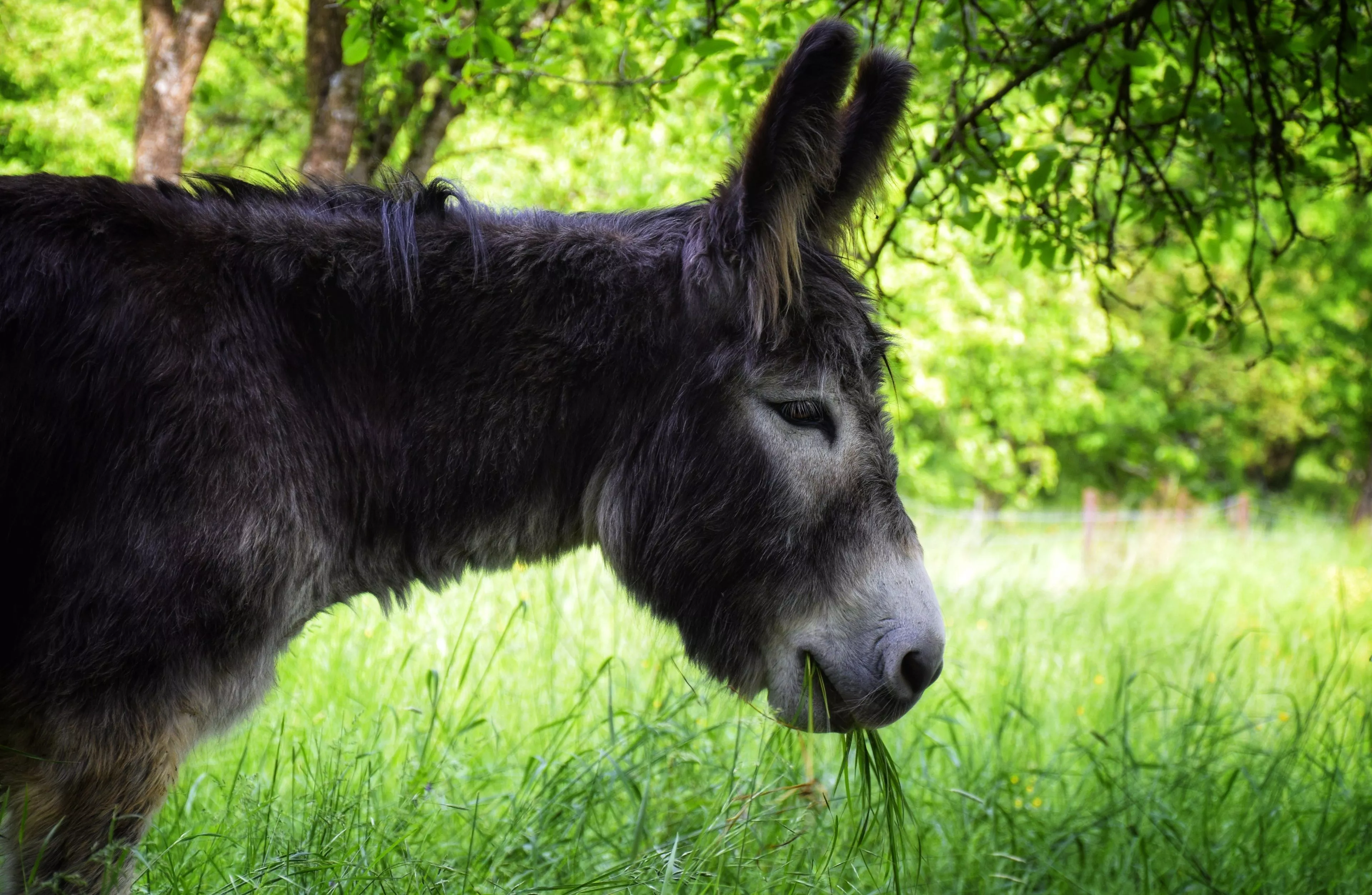 Donkey wallpaper for mobile phone