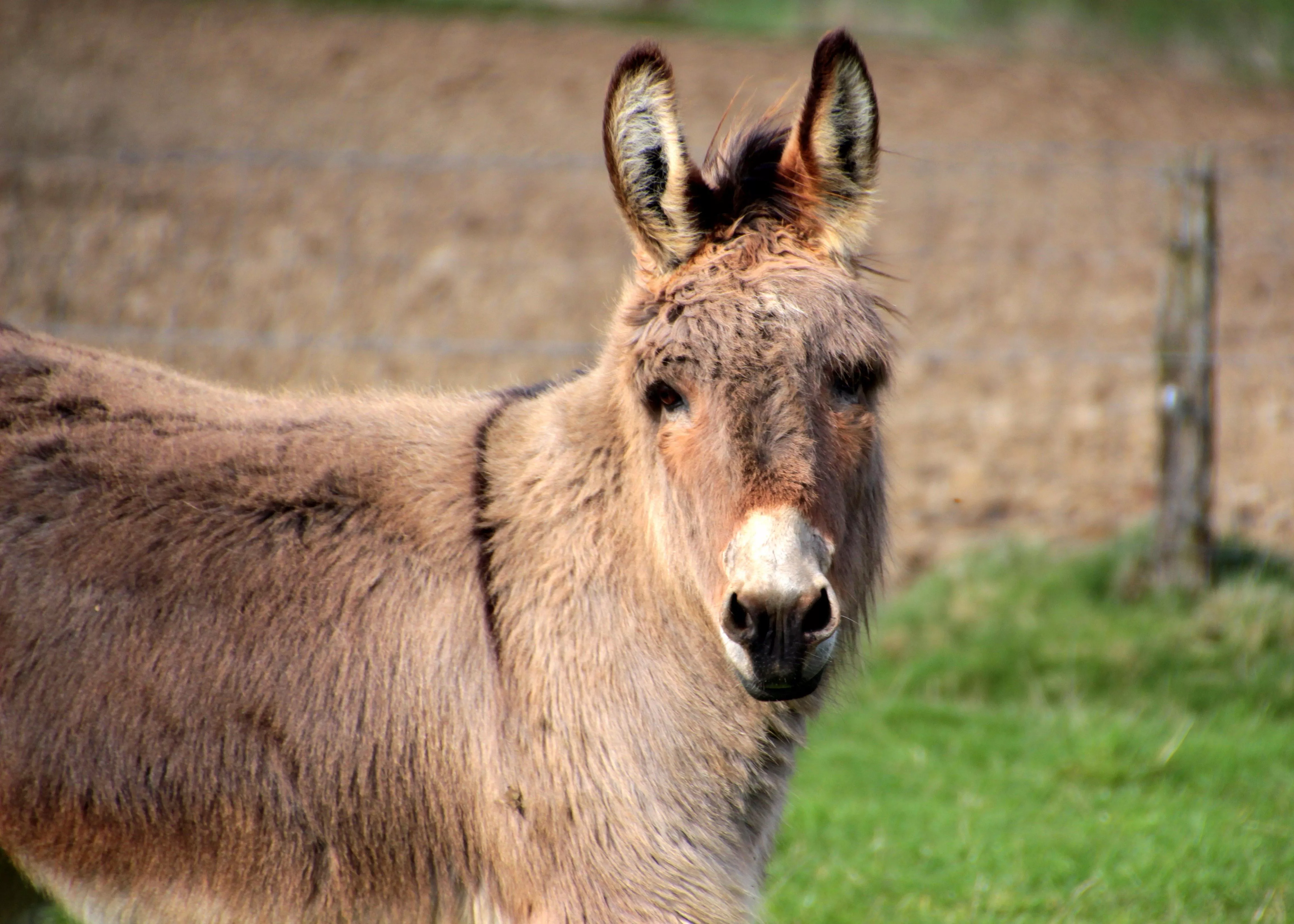 Donkey wallpaper for mobile phone
