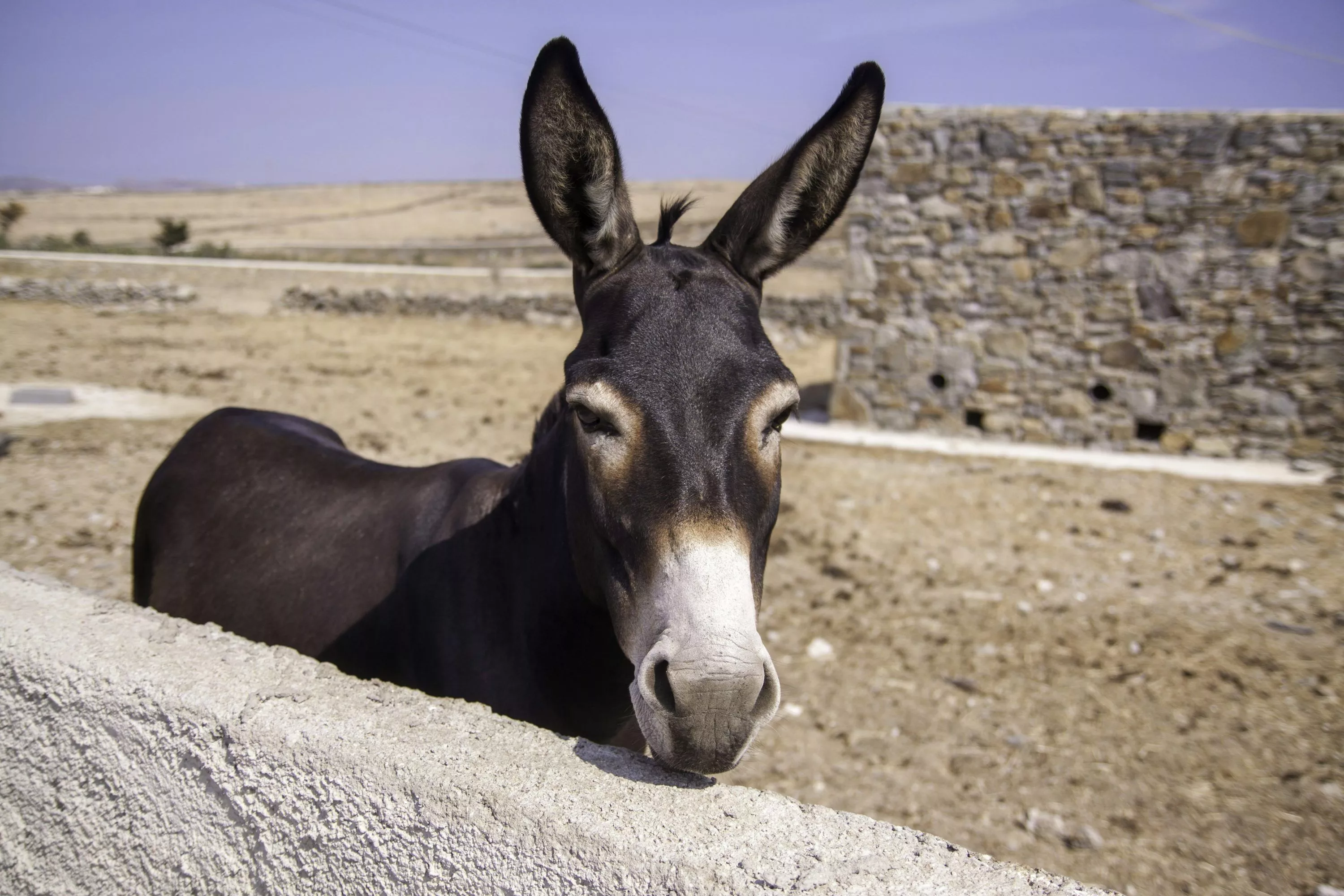 Donkey Image. Download Free