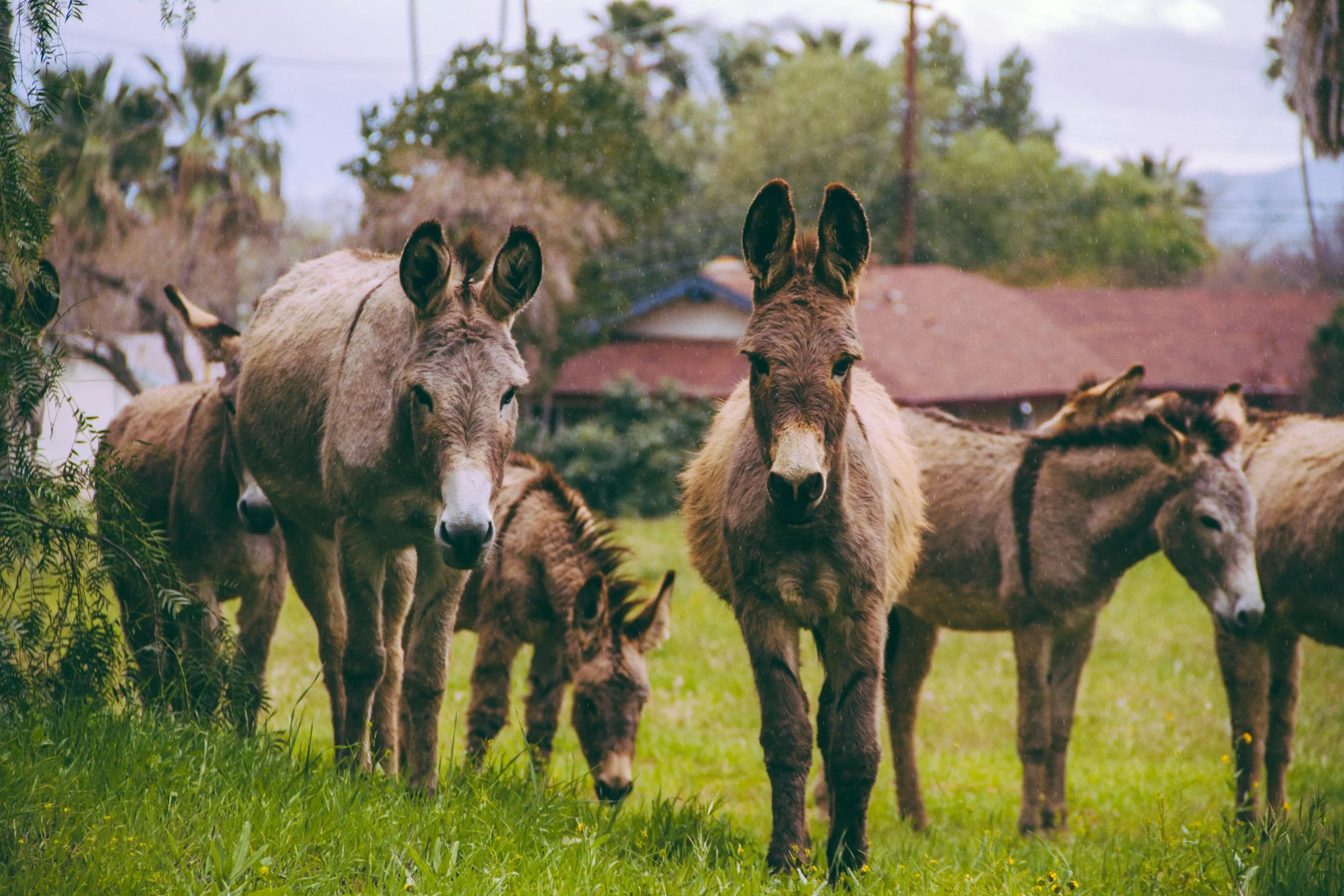 Burro Picture. Download Free Image