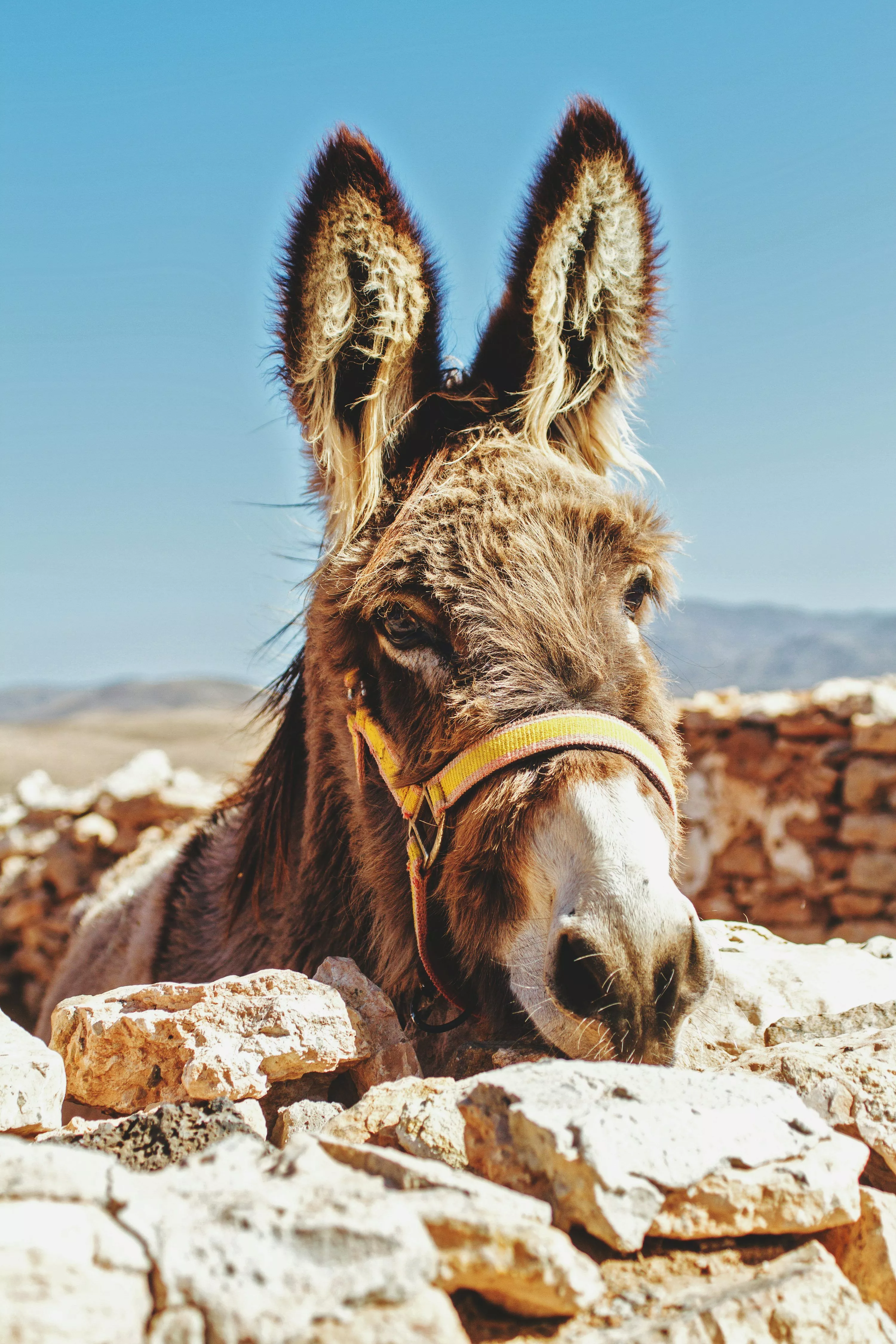 Donkey Image. Download Free