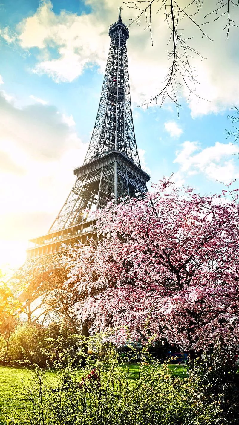 HD blossoming paris wallpaper