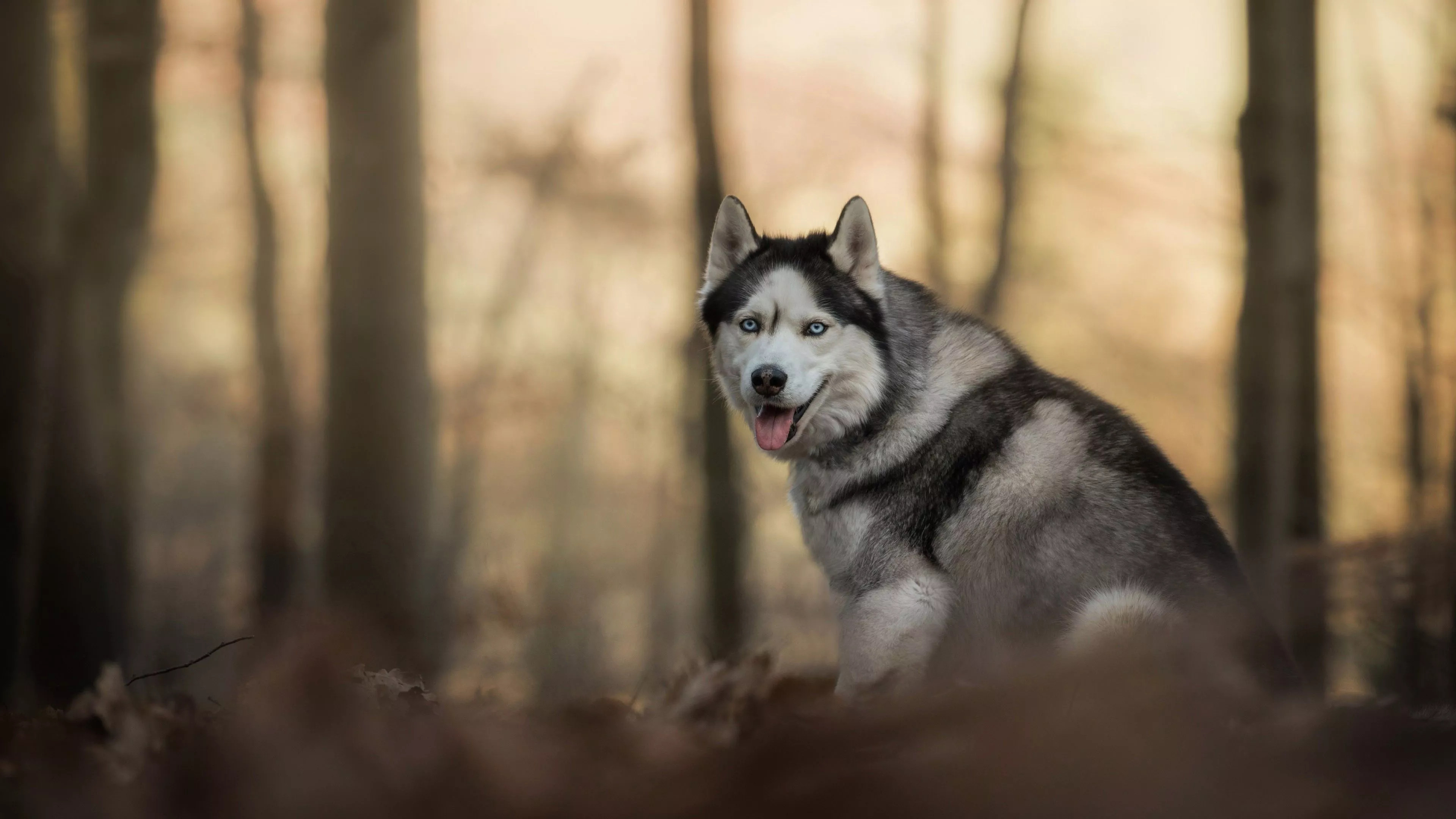Husky Dog In Blur Forest Background 4K