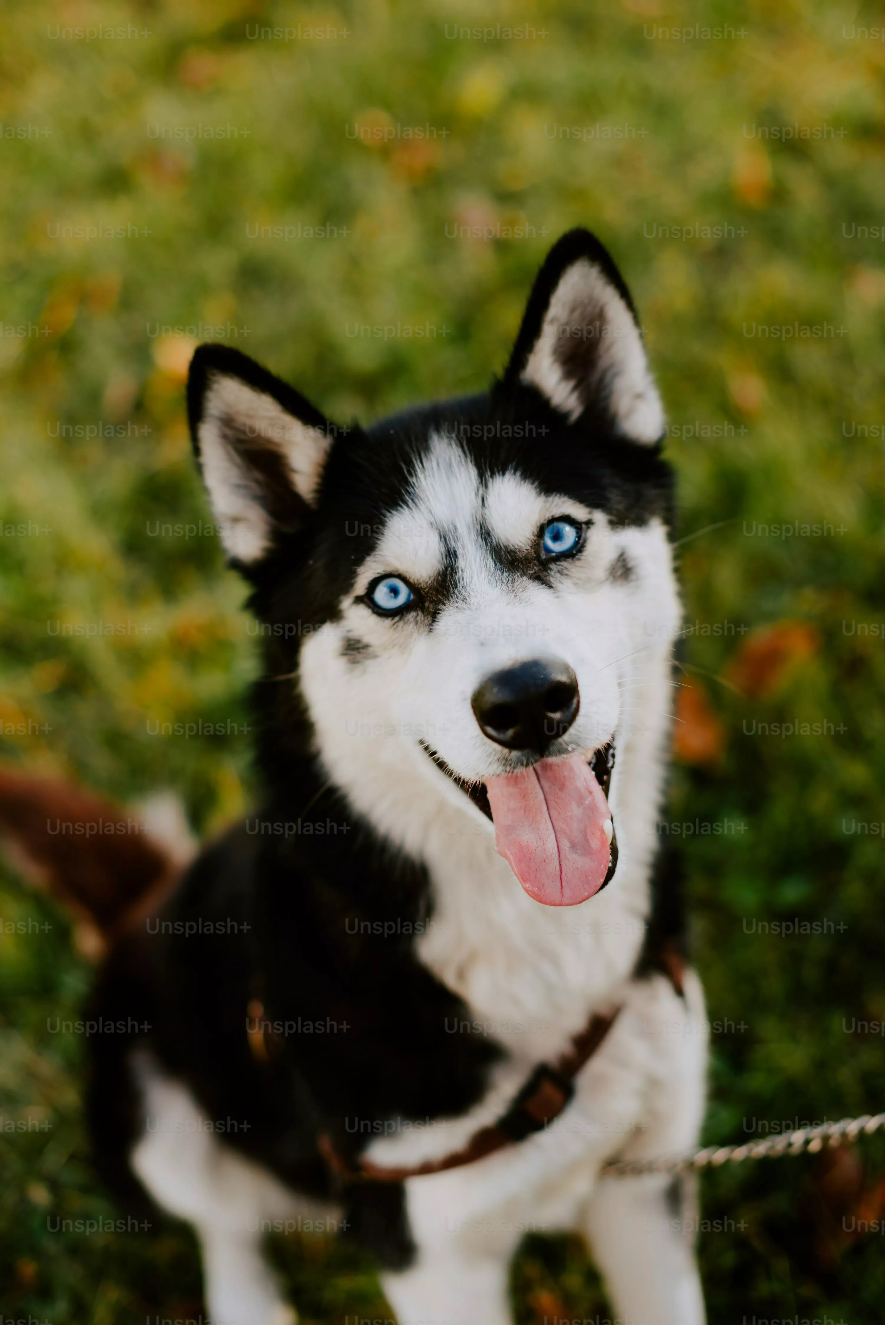 Husky Picture. Download Free