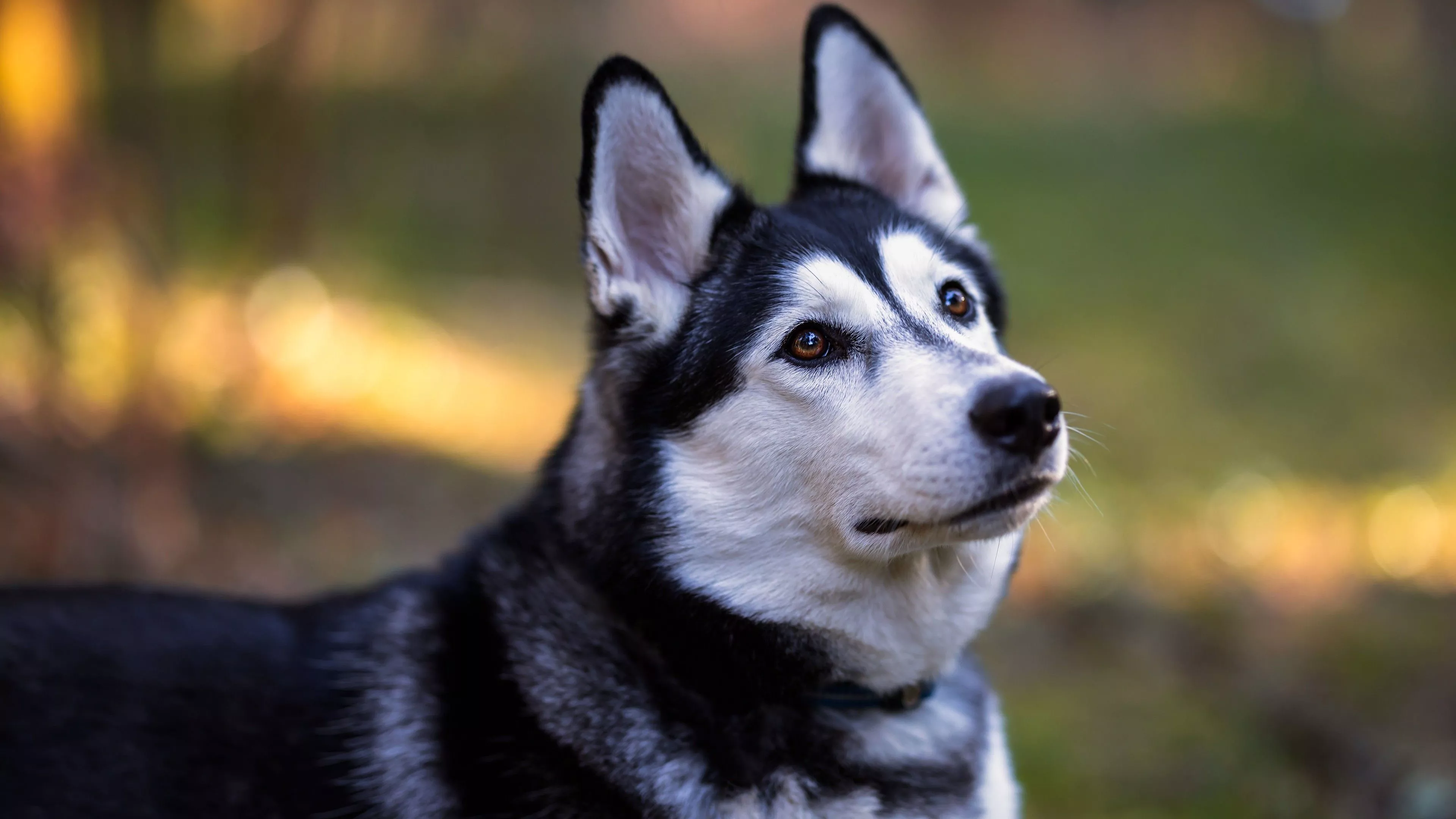 Siberian Husky Is Standing In Blur