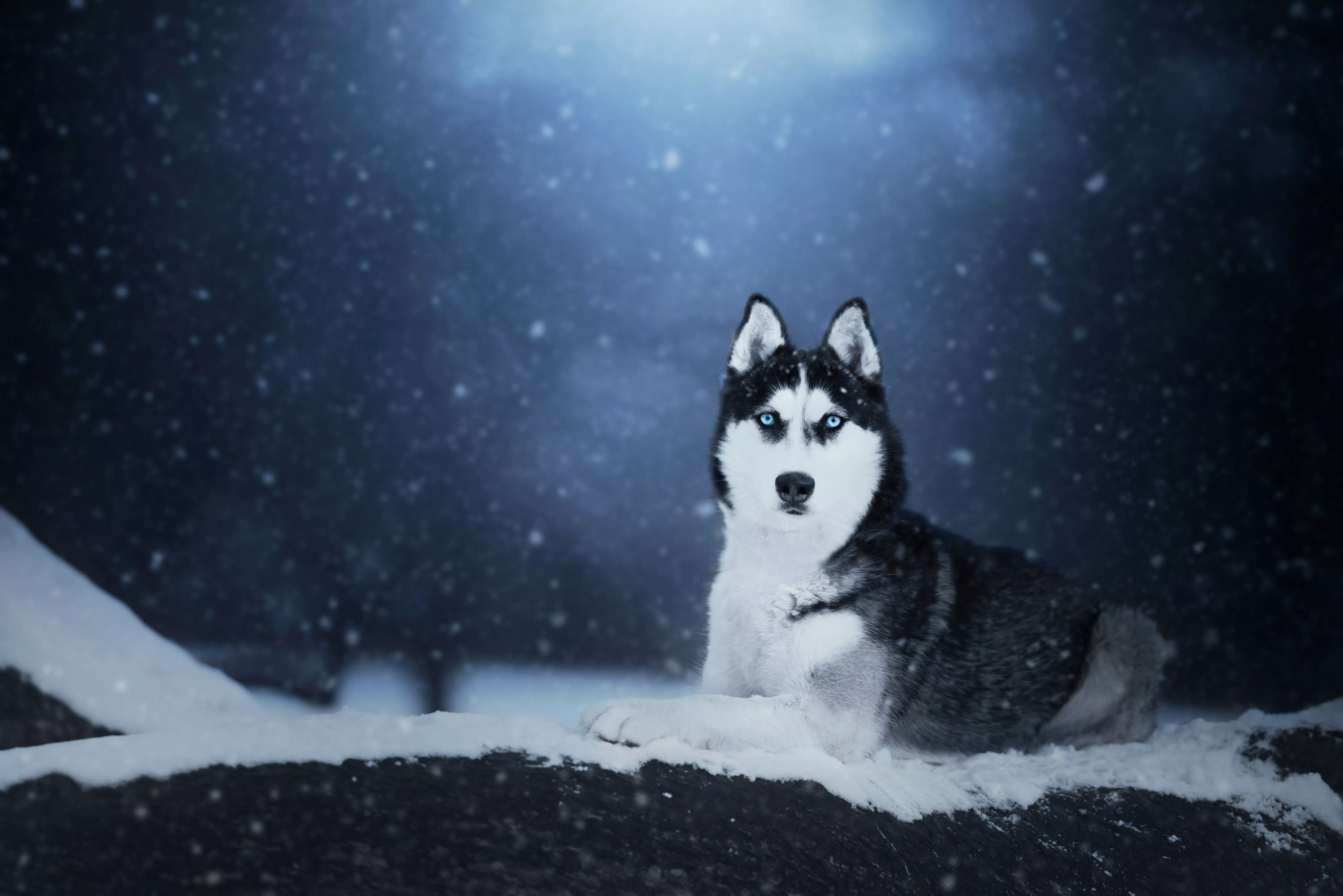 Husky 4k Wallpaper
