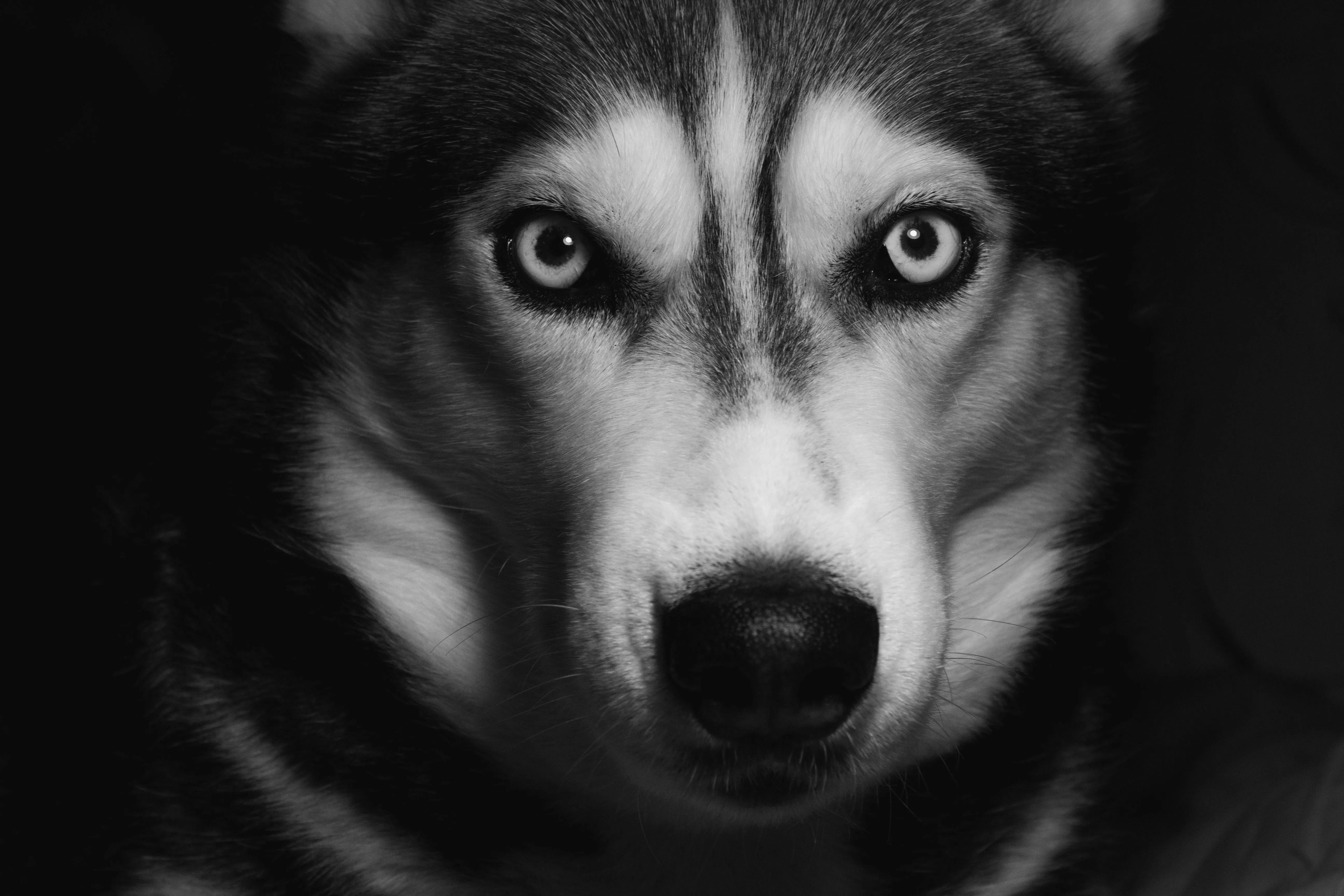 Husky Dog in Black and White · Free