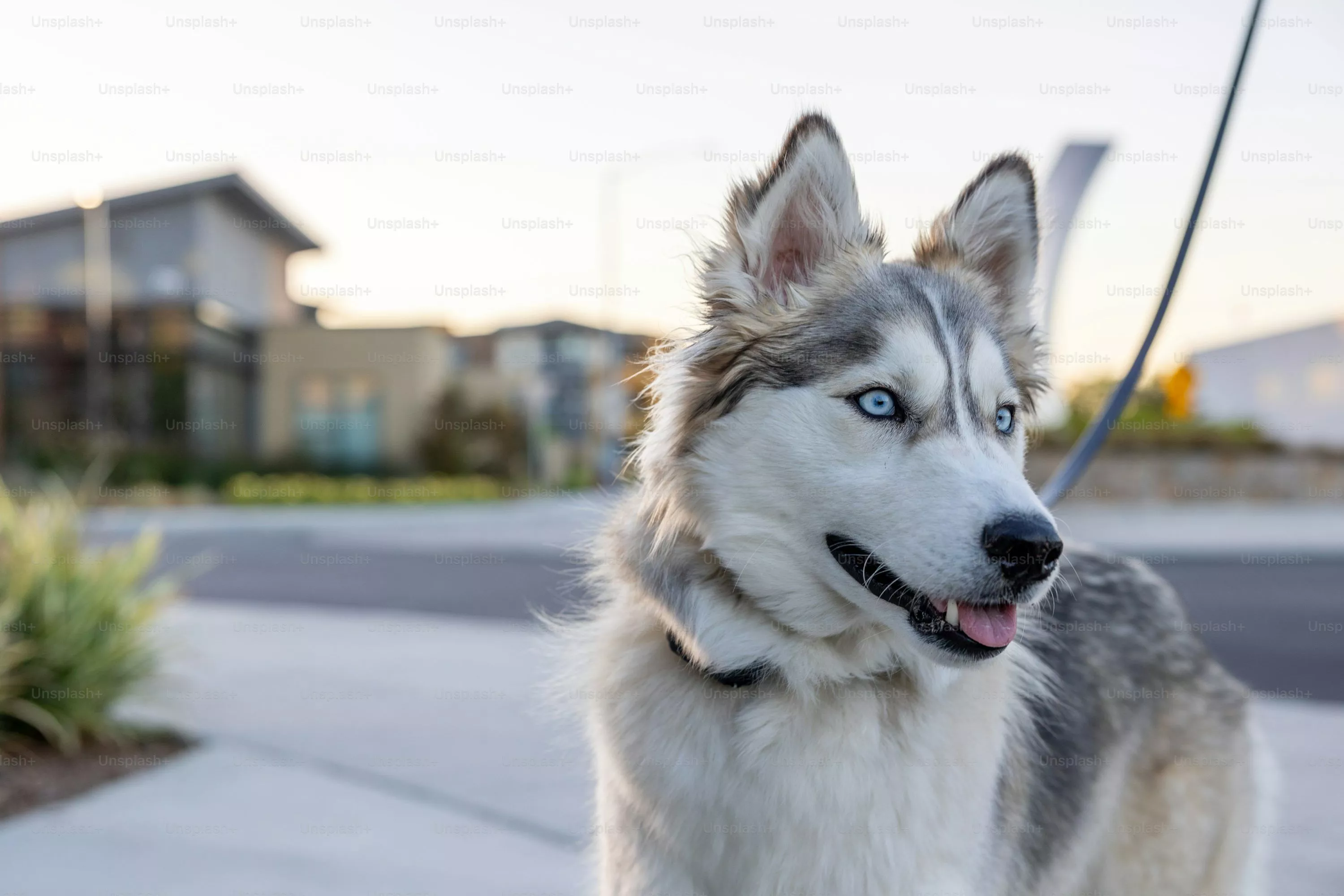 A white dog with blue eyes peeking out