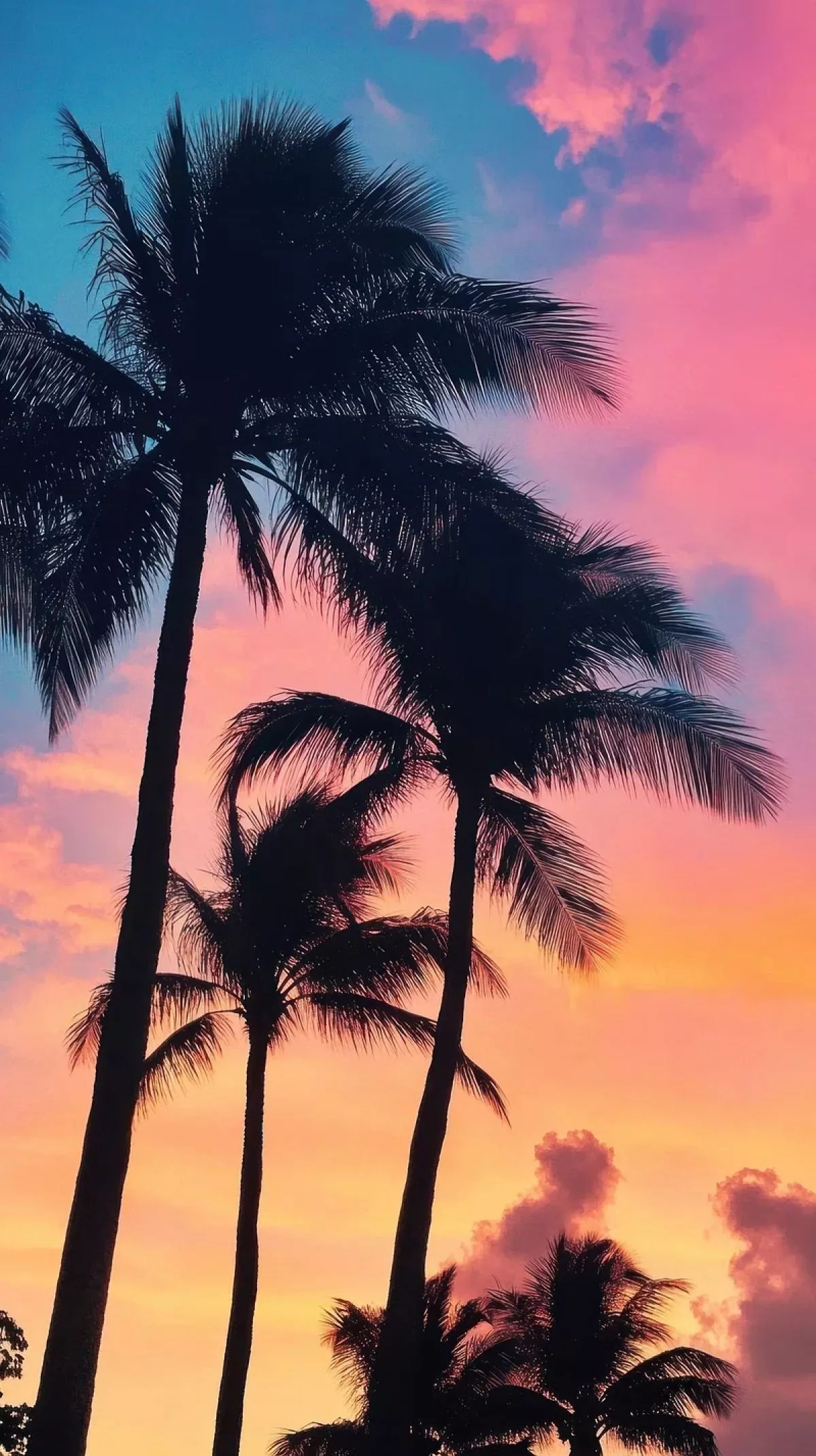 Tropical Palm Trees Sunset