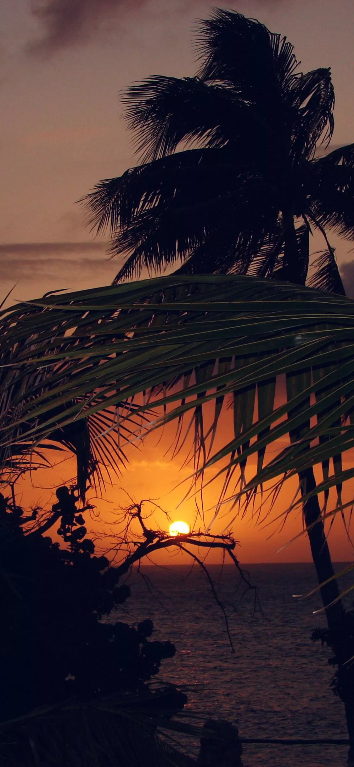 Beach Sunset Sea Tree Nature