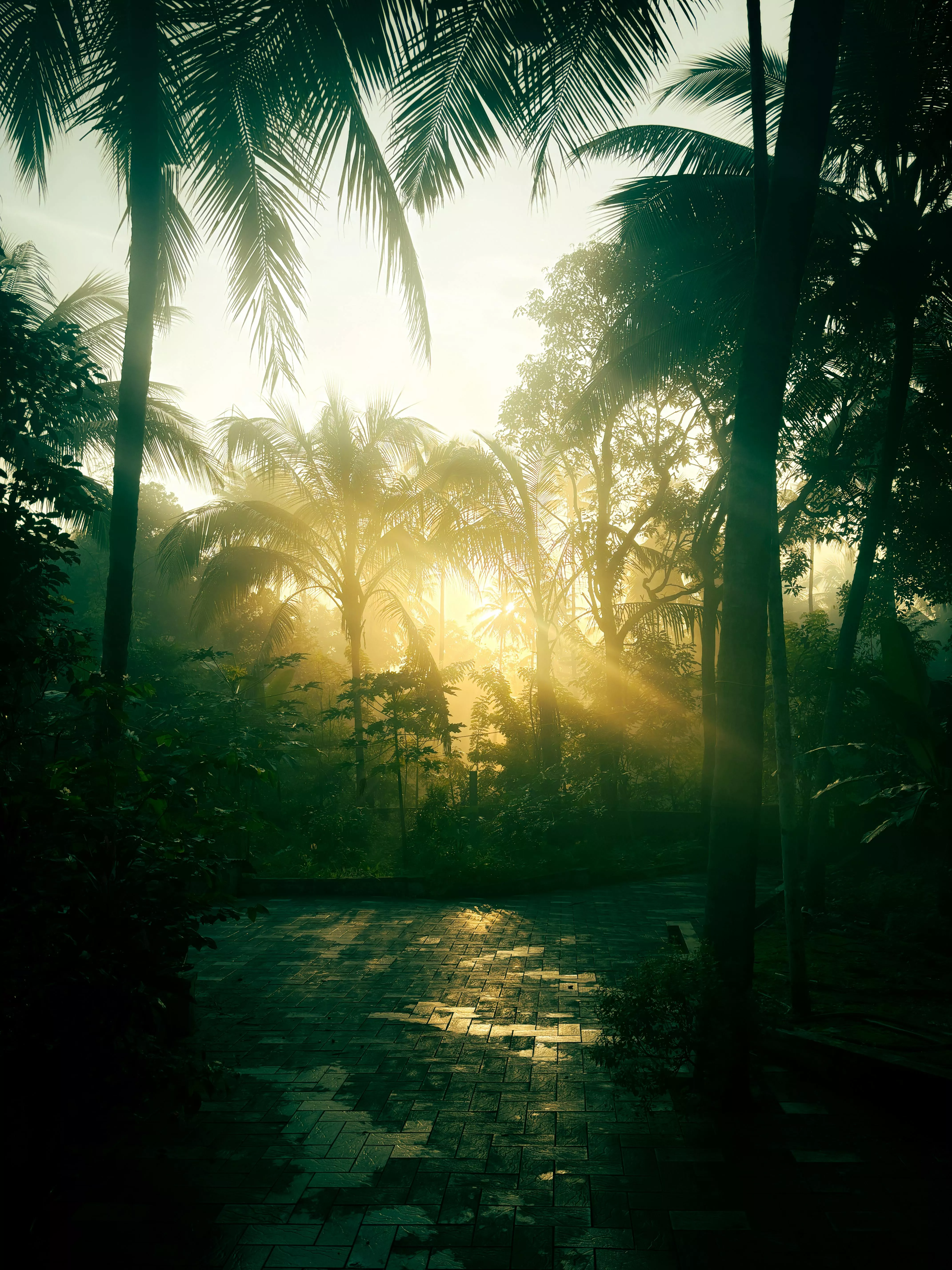 Tropical Sunset Photo, Download