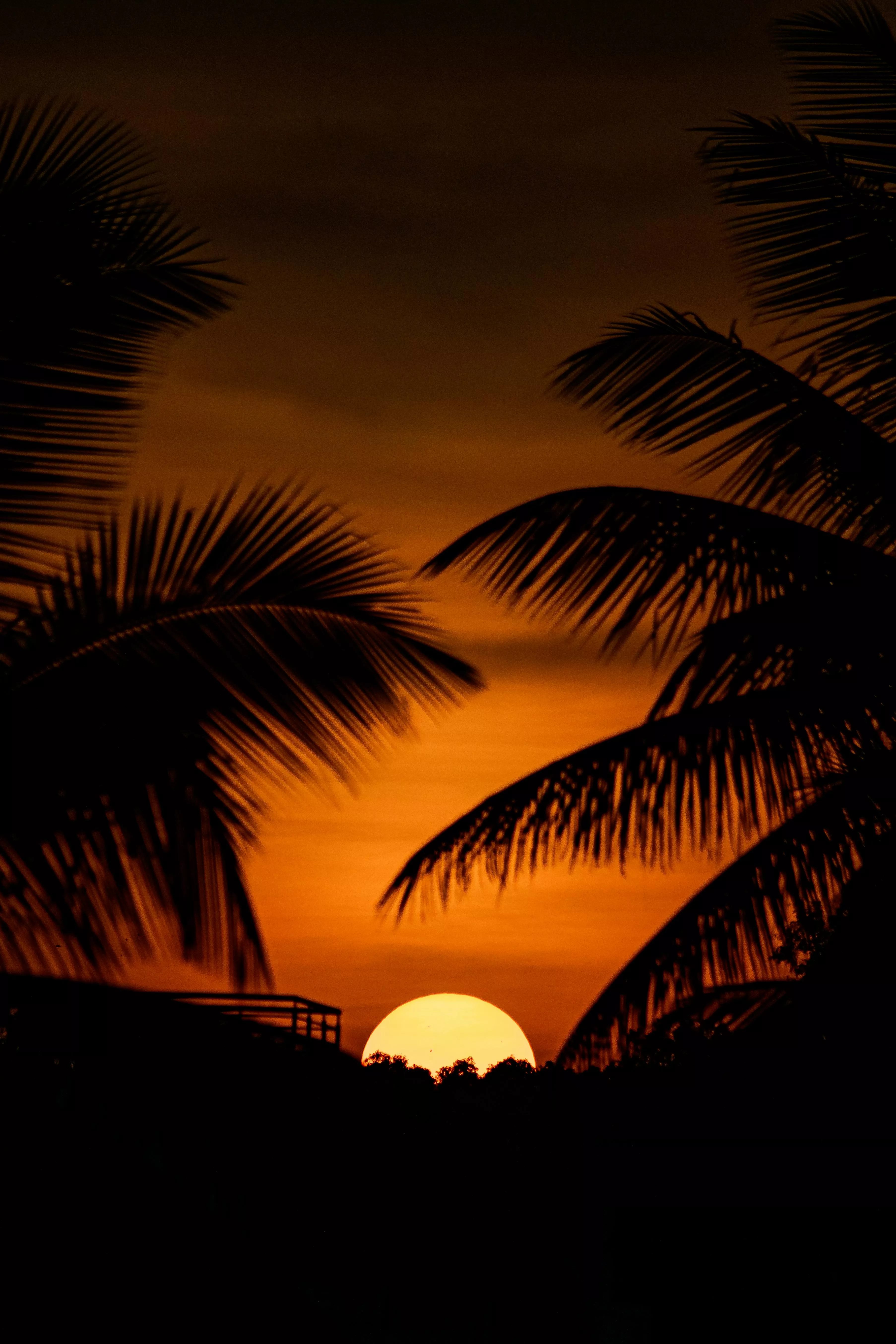 Silhouetted Palm Trees on