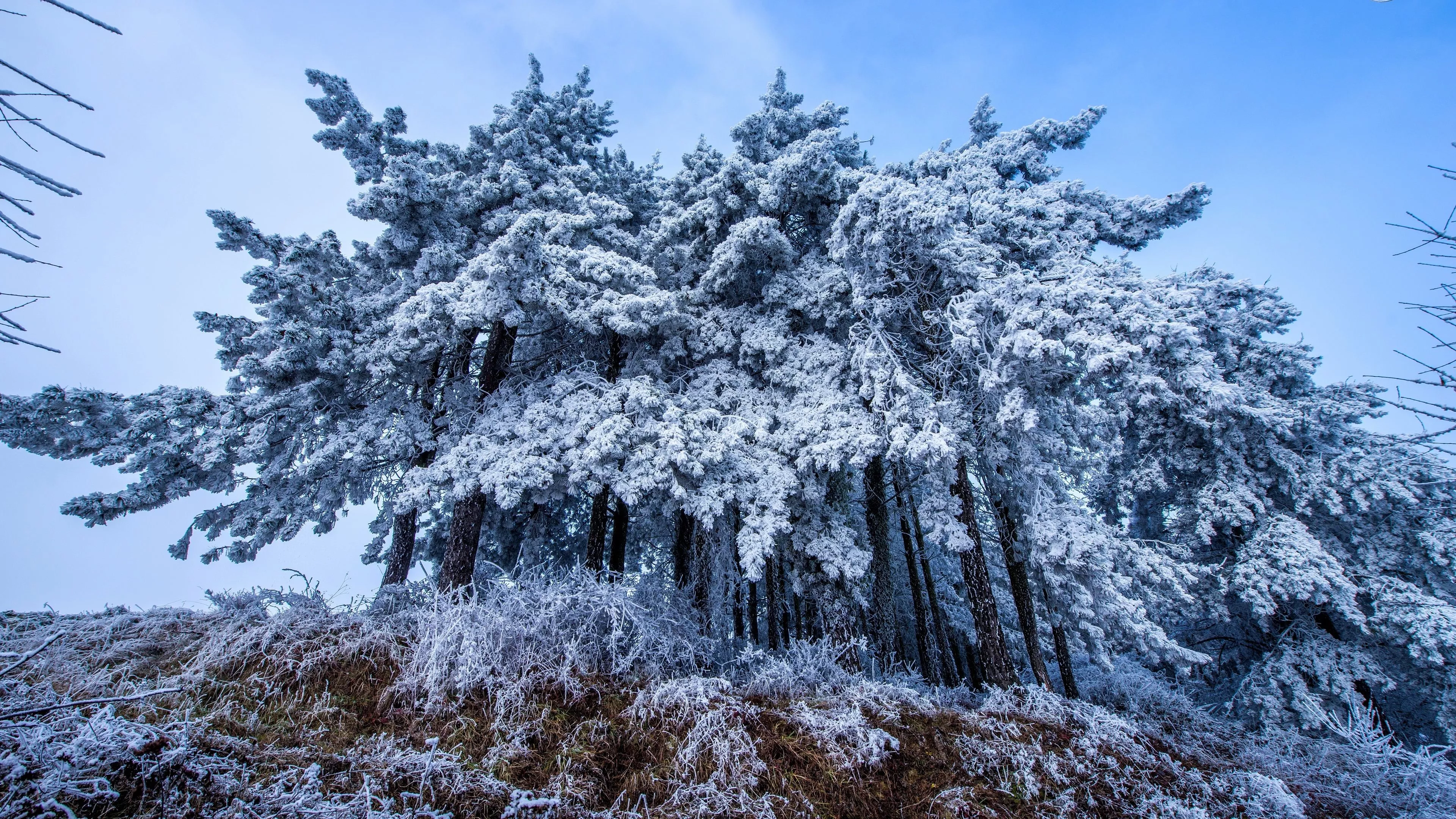 Frost Trees in Winter Snow 4K Wallpaper