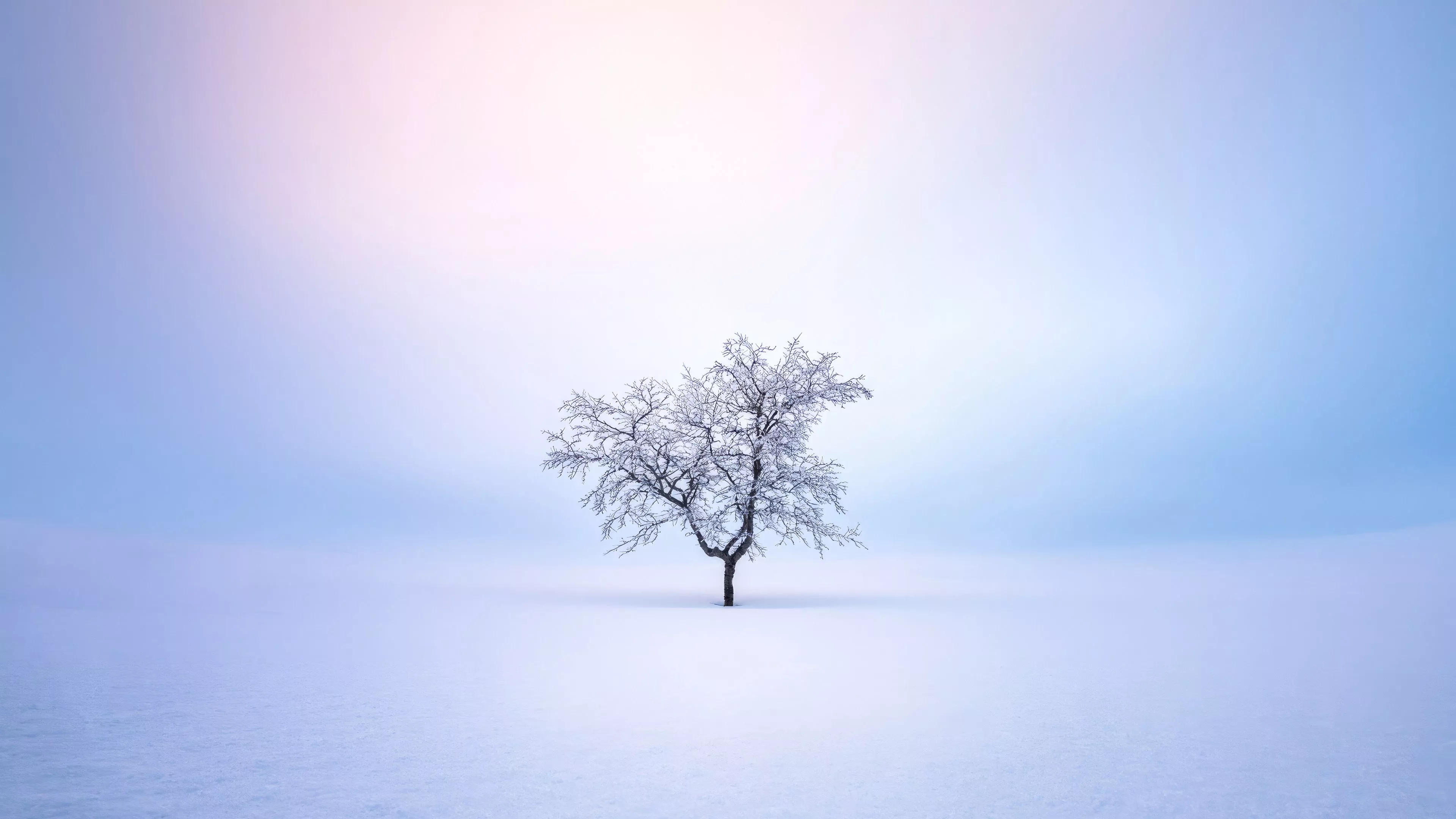 Winter Trees Snow 4k Wallpaper, HD