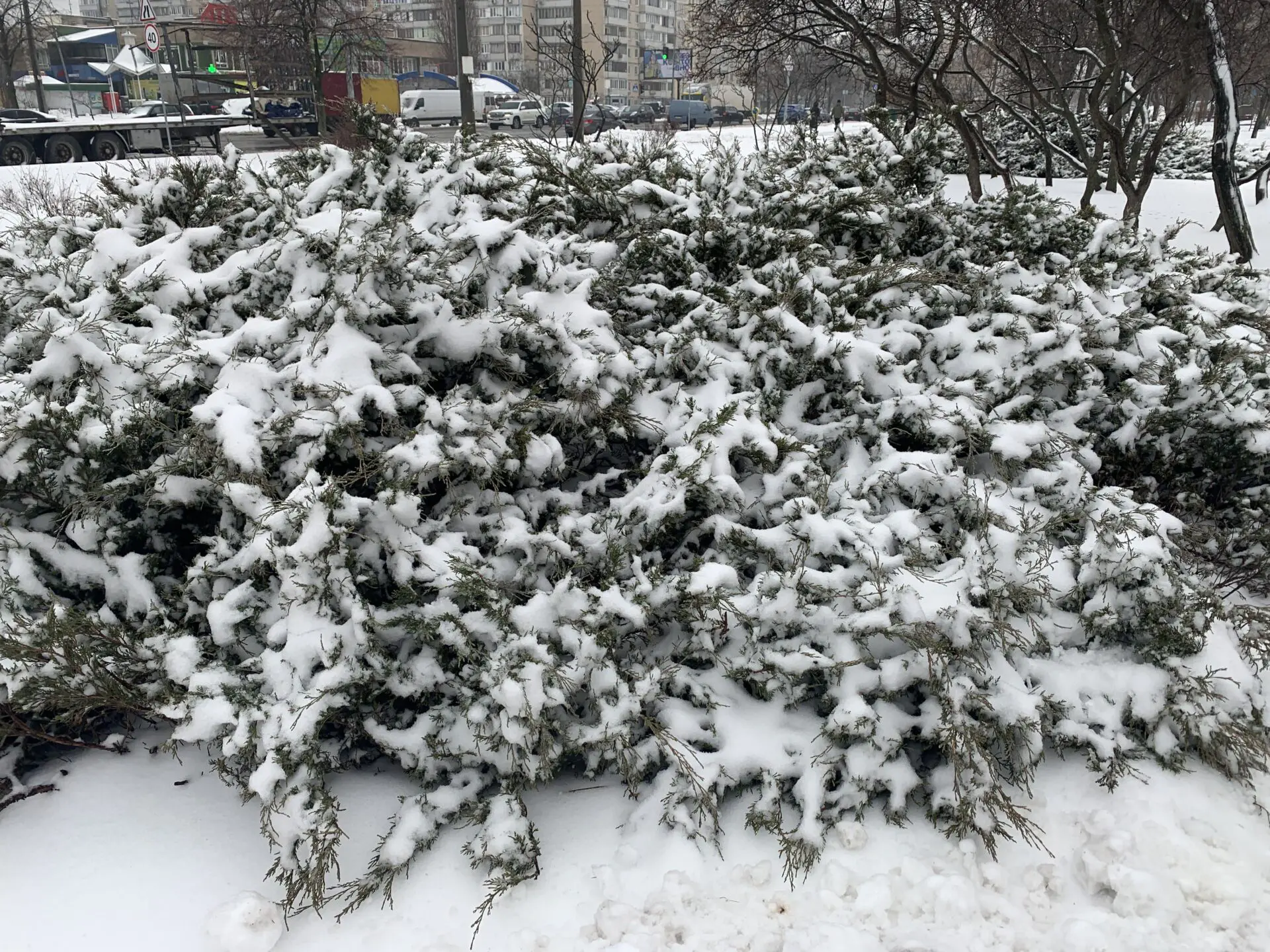 Winter snow wallpaper