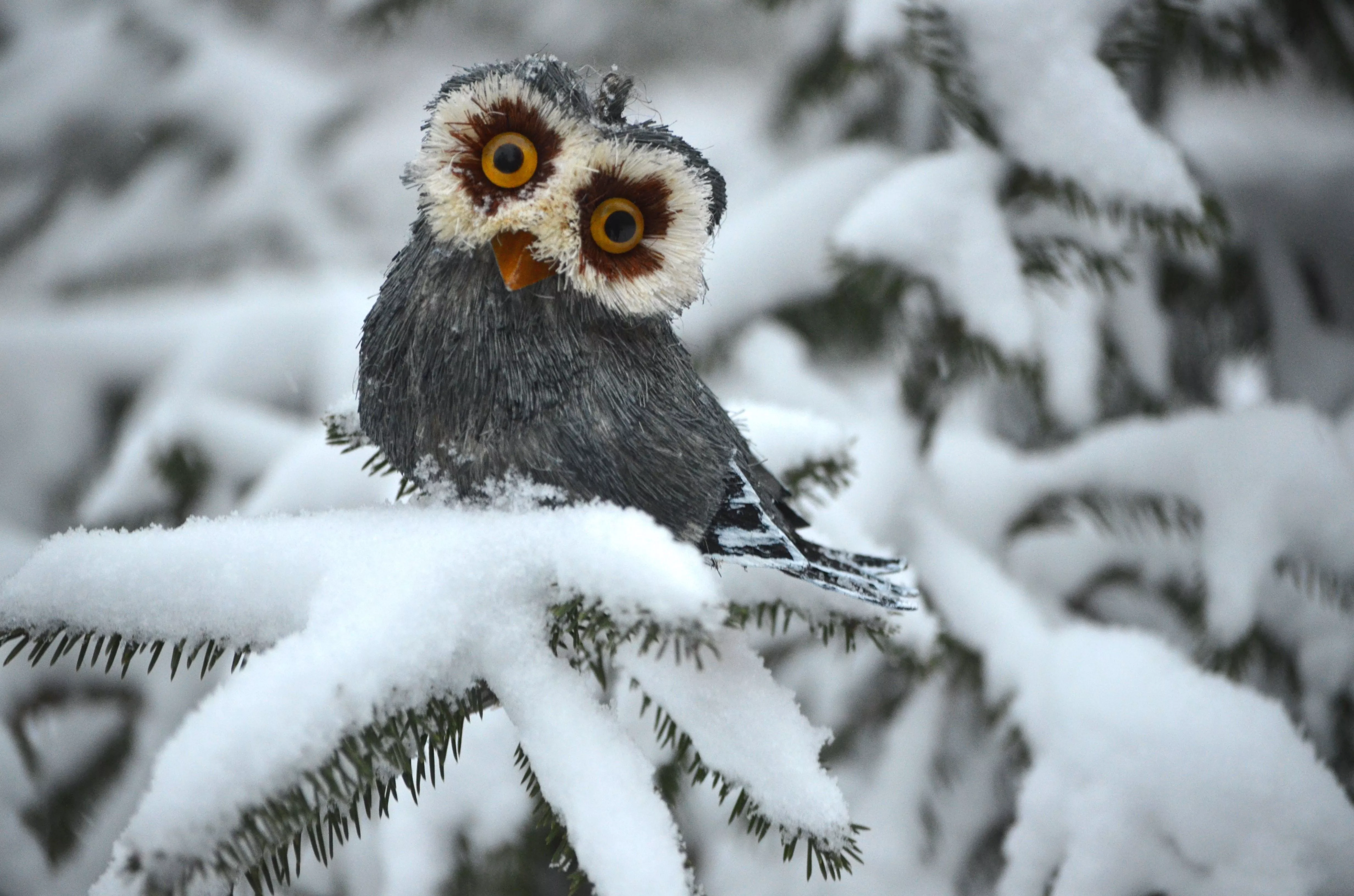 Wallpaper winter, owl, spruce, white