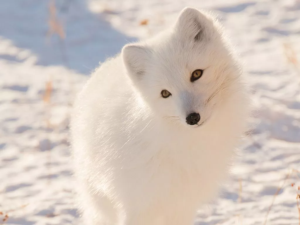 Winter Animal Fox White