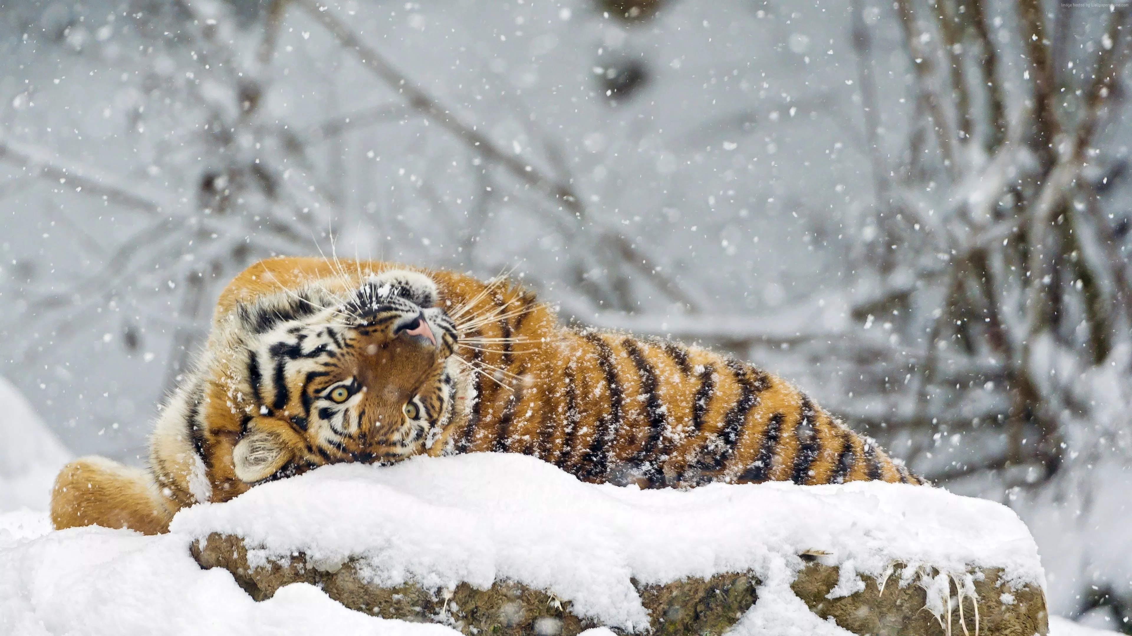 winter, 4K, cute animals, snow, tiger