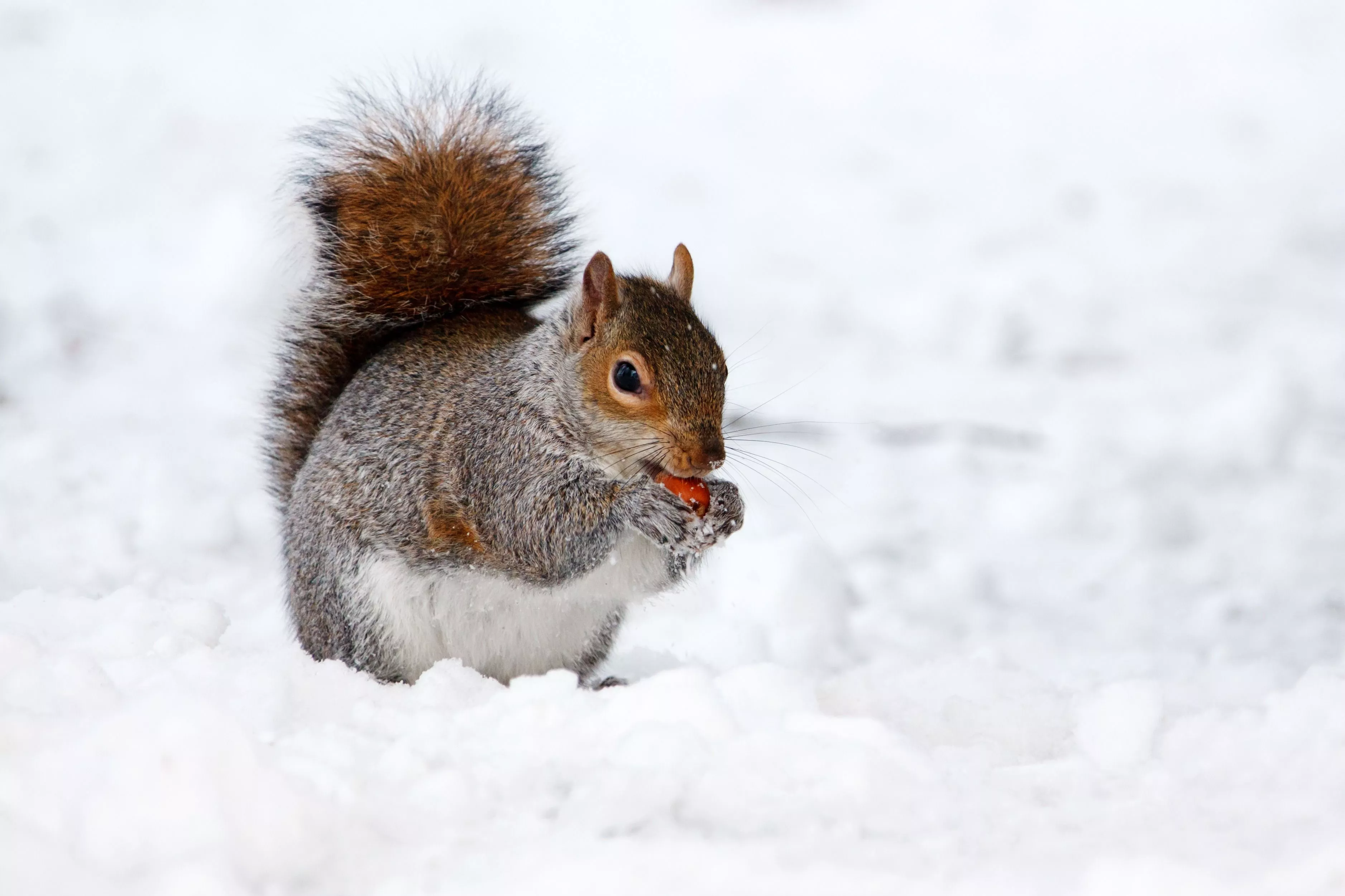 Desktop Wallpaper Squirrels Winter