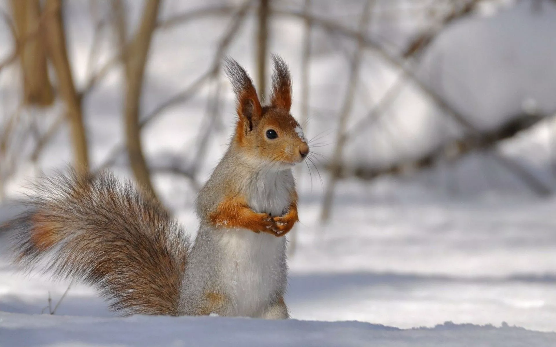 Winter Animal Squirrel HD Wallpaper